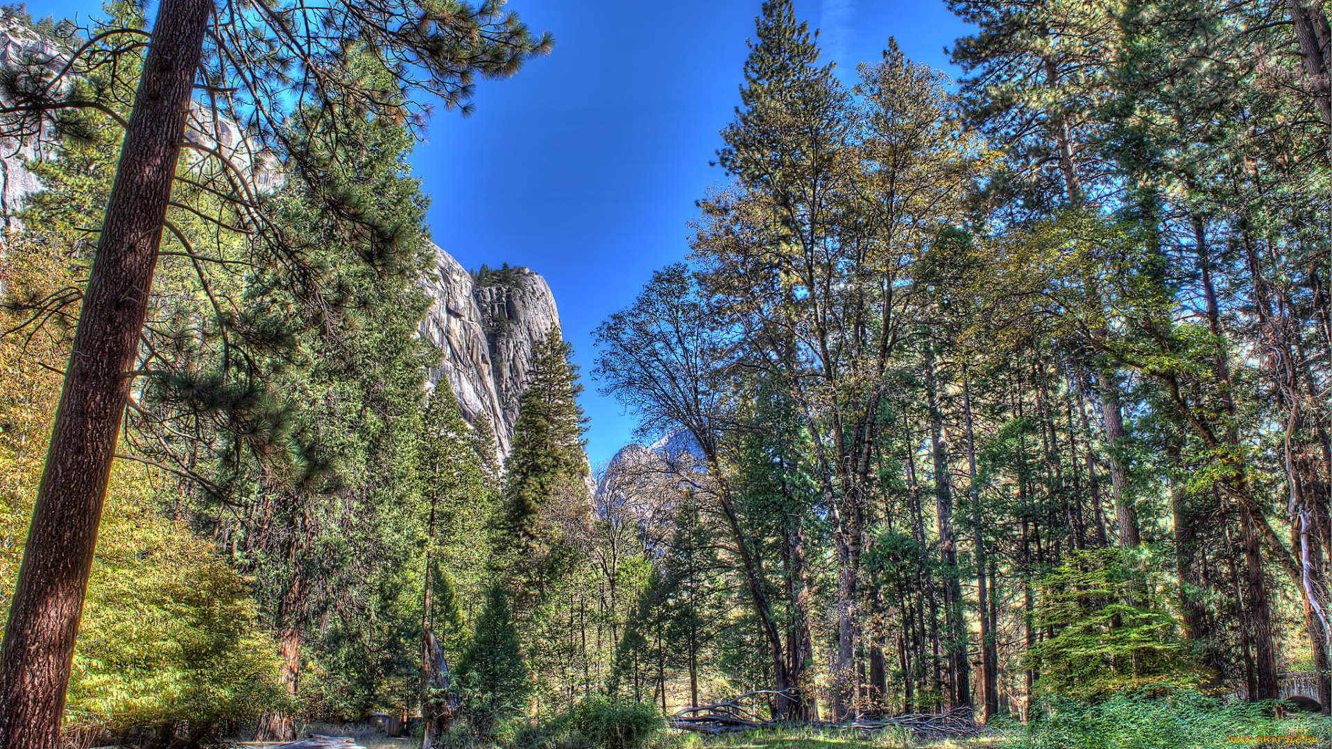 природа, лес, скалы, деревья