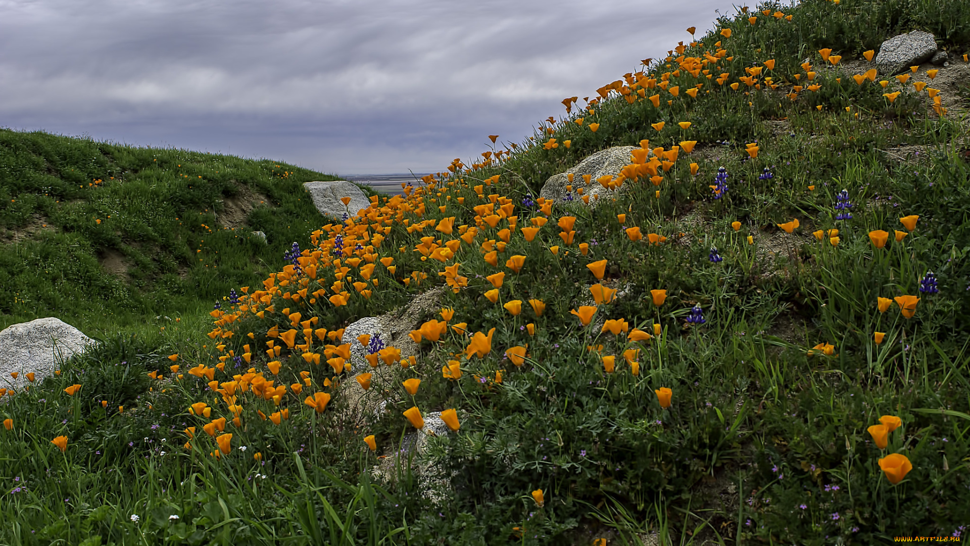 природа, луга, трава, цветы