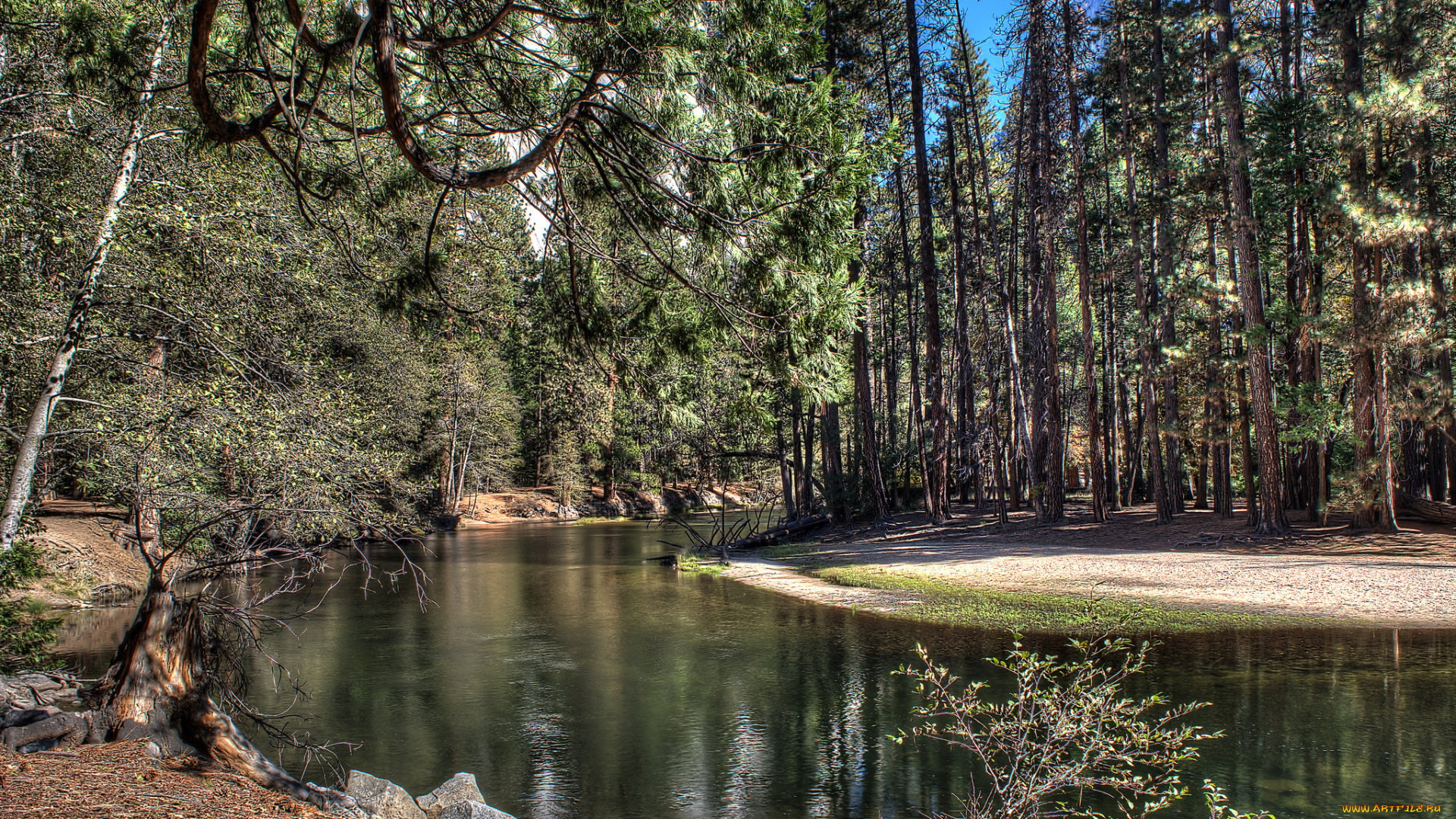 природа, реки, озера, лес, река