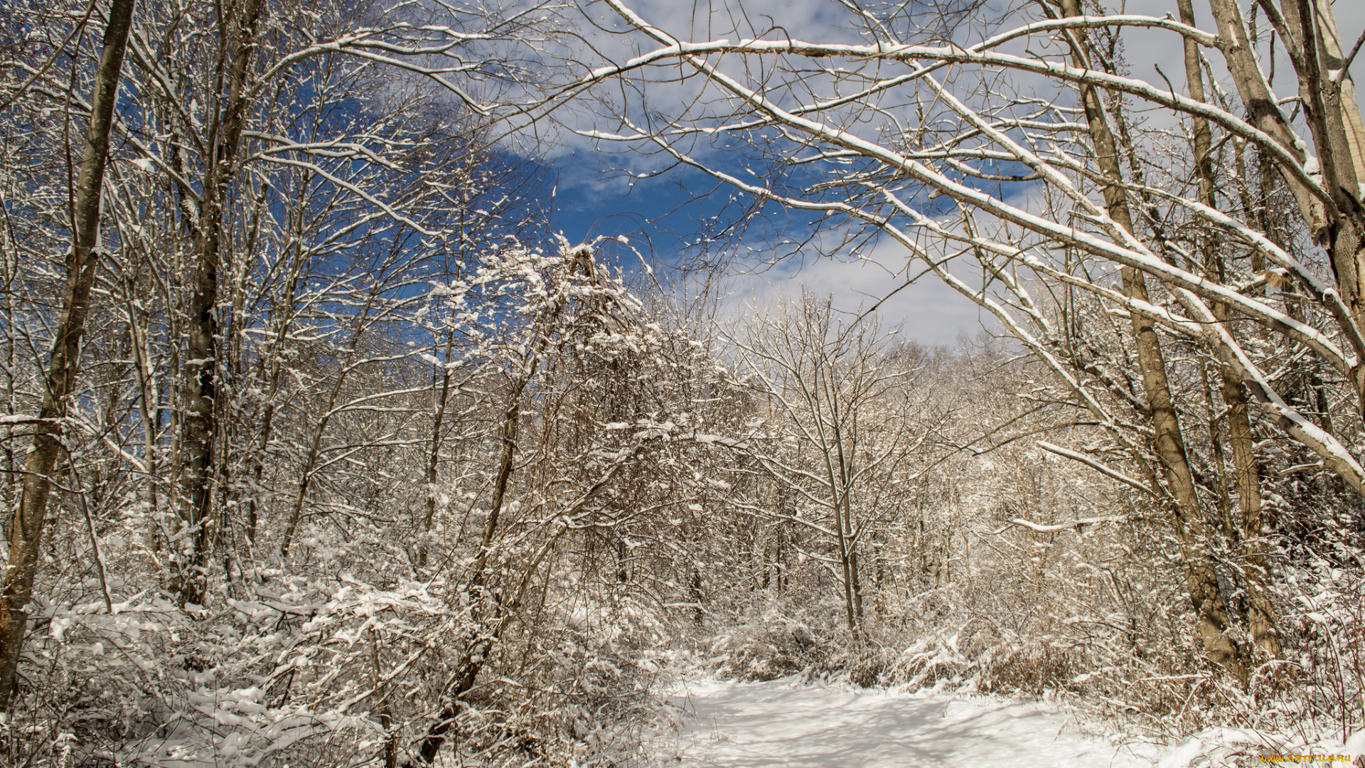 природа, зима, лес, снег