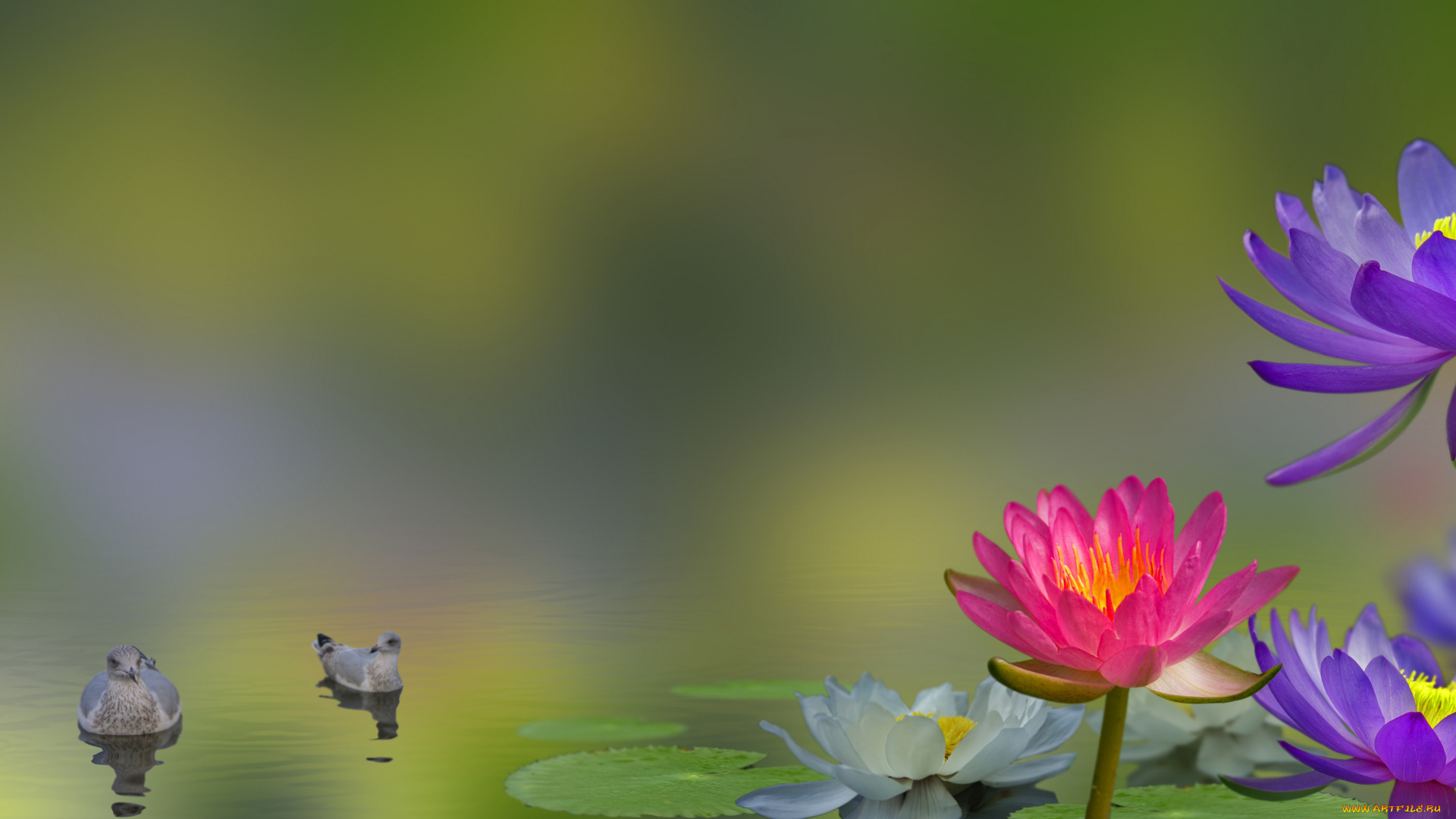 разное, компьютерный, дизайн, цветы, водяная, лилия, лилии, птицы, коллаж