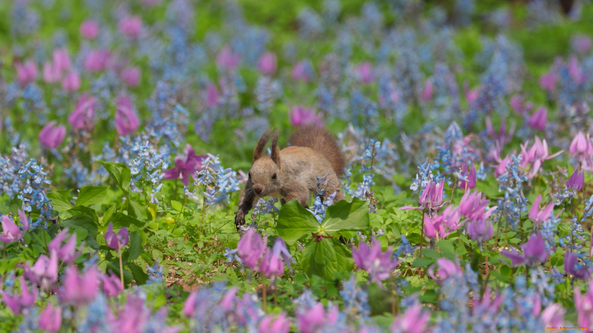 животные, белки, белка, цветы, боке