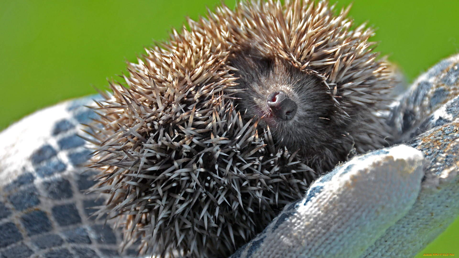 животные, ежи, еж, ёжик, колючки, клубочек, малыш