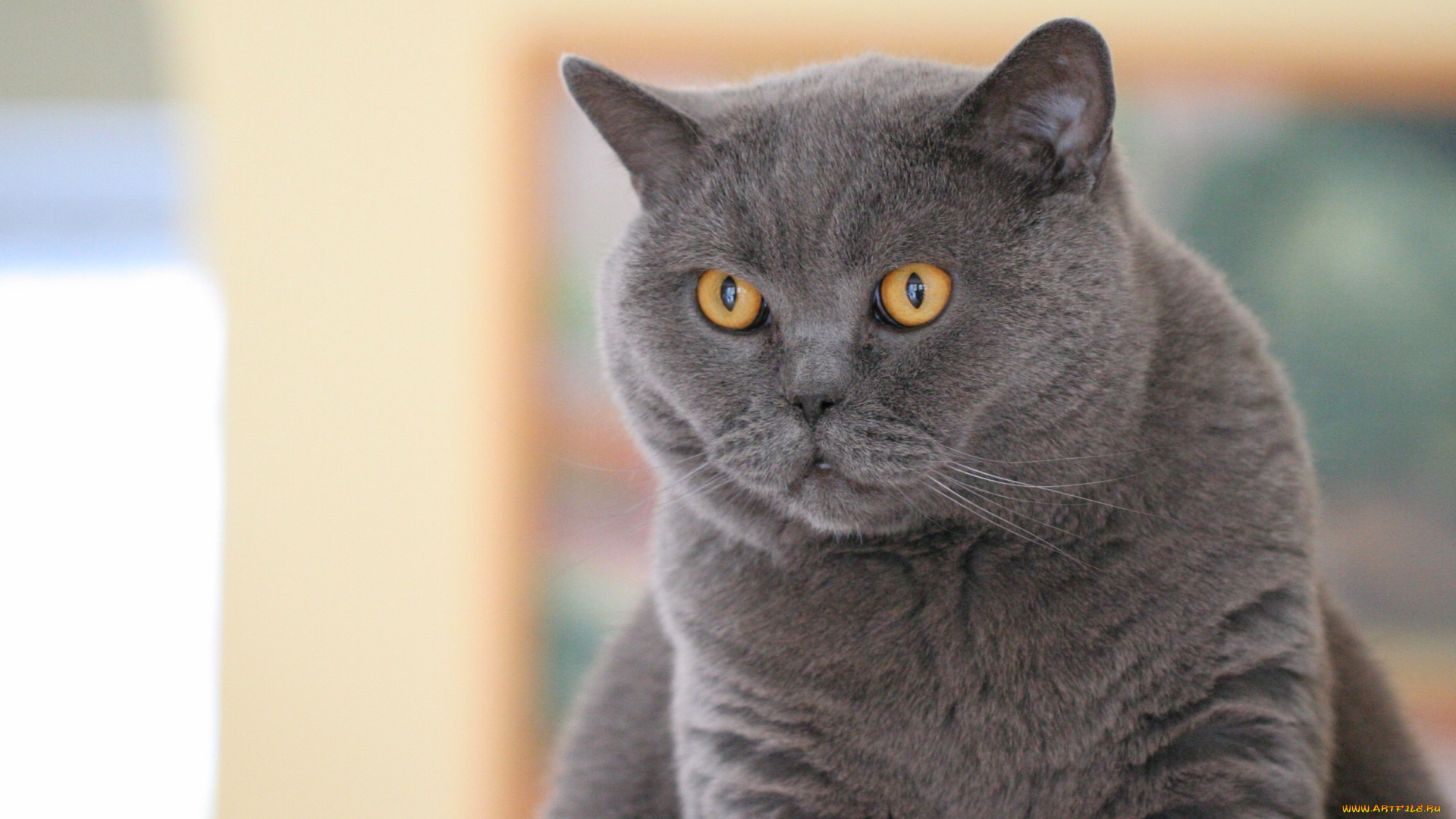 животные, коты, британская, короткошёрстная, кошка, британец, кот, взгляд