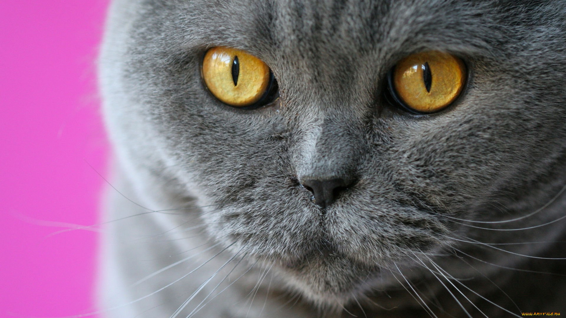 животные, коты, мордочка, кот, кошка, усы, глаза, британская, короткошёрстная, взгляд