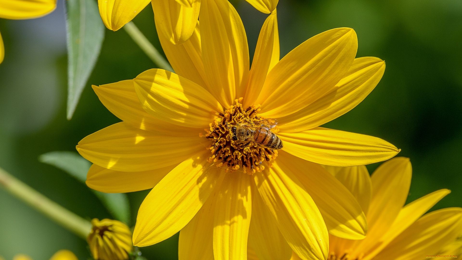 животные, пчелы, , осы, , шмели, топинамбур, лепестки, пчела, насекомое, макро
