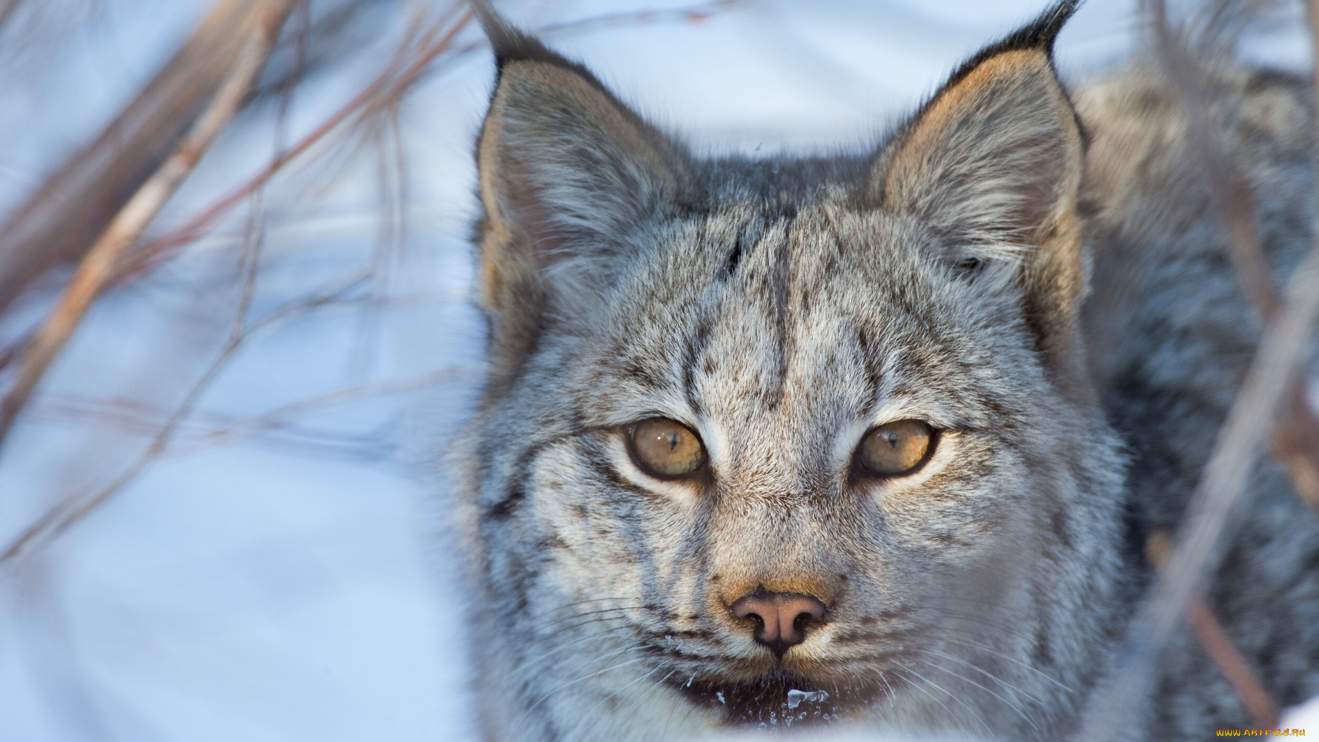 животные, рыси, рысь, дикая, кошка, морда, взгляд