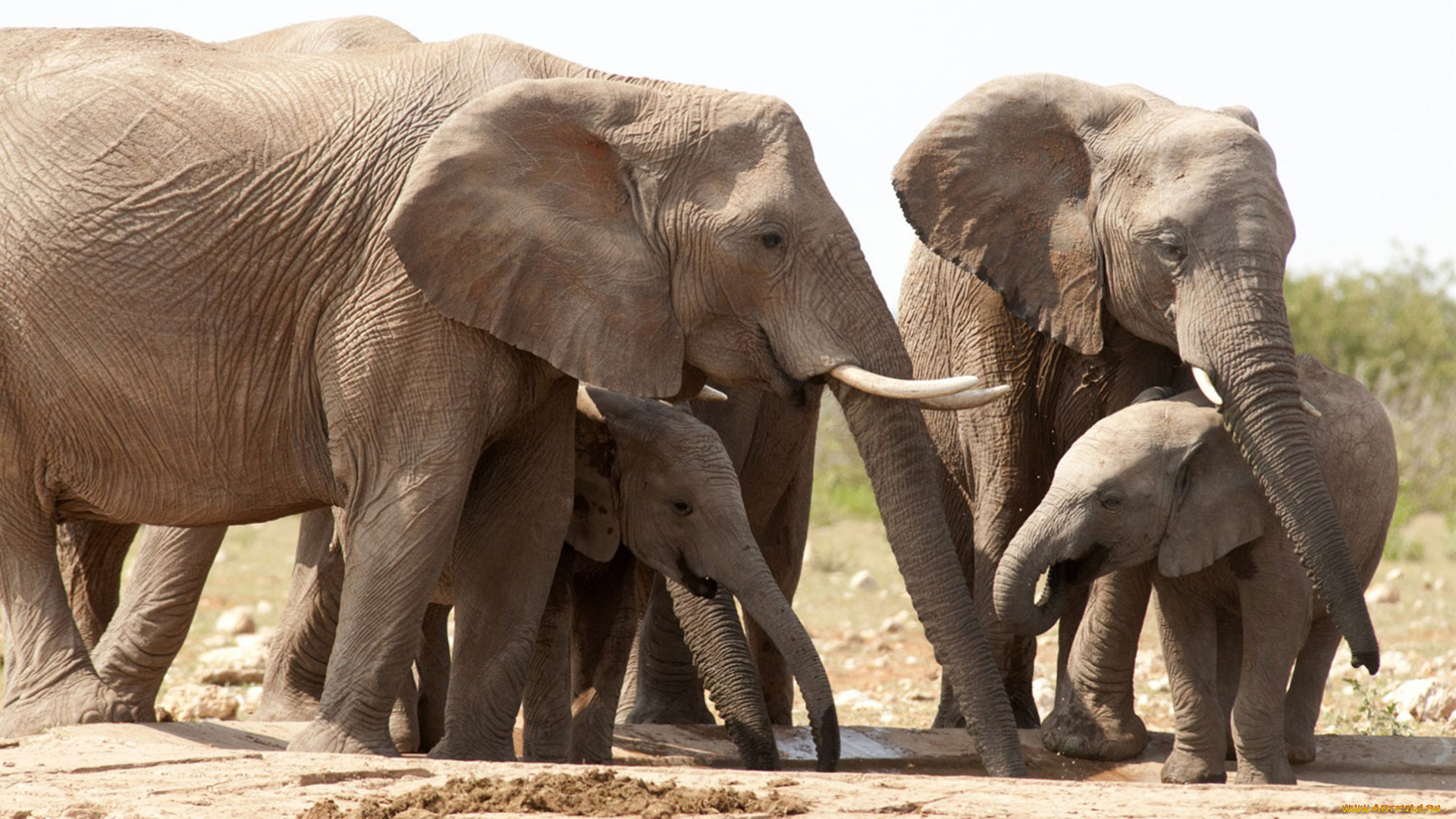 животные, слоны, савана, водопой, слонята, млекопитающие