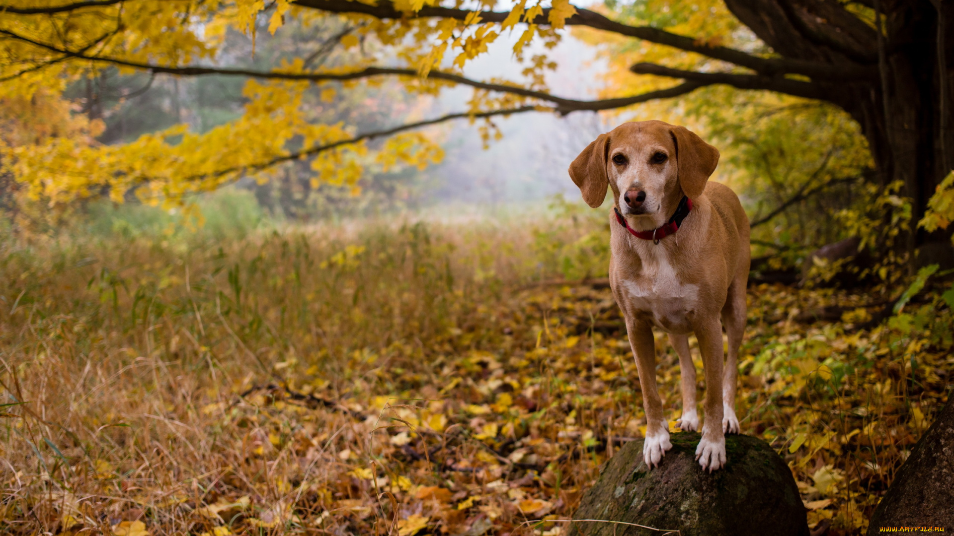 животные, собаки, друг, взгляд, собака