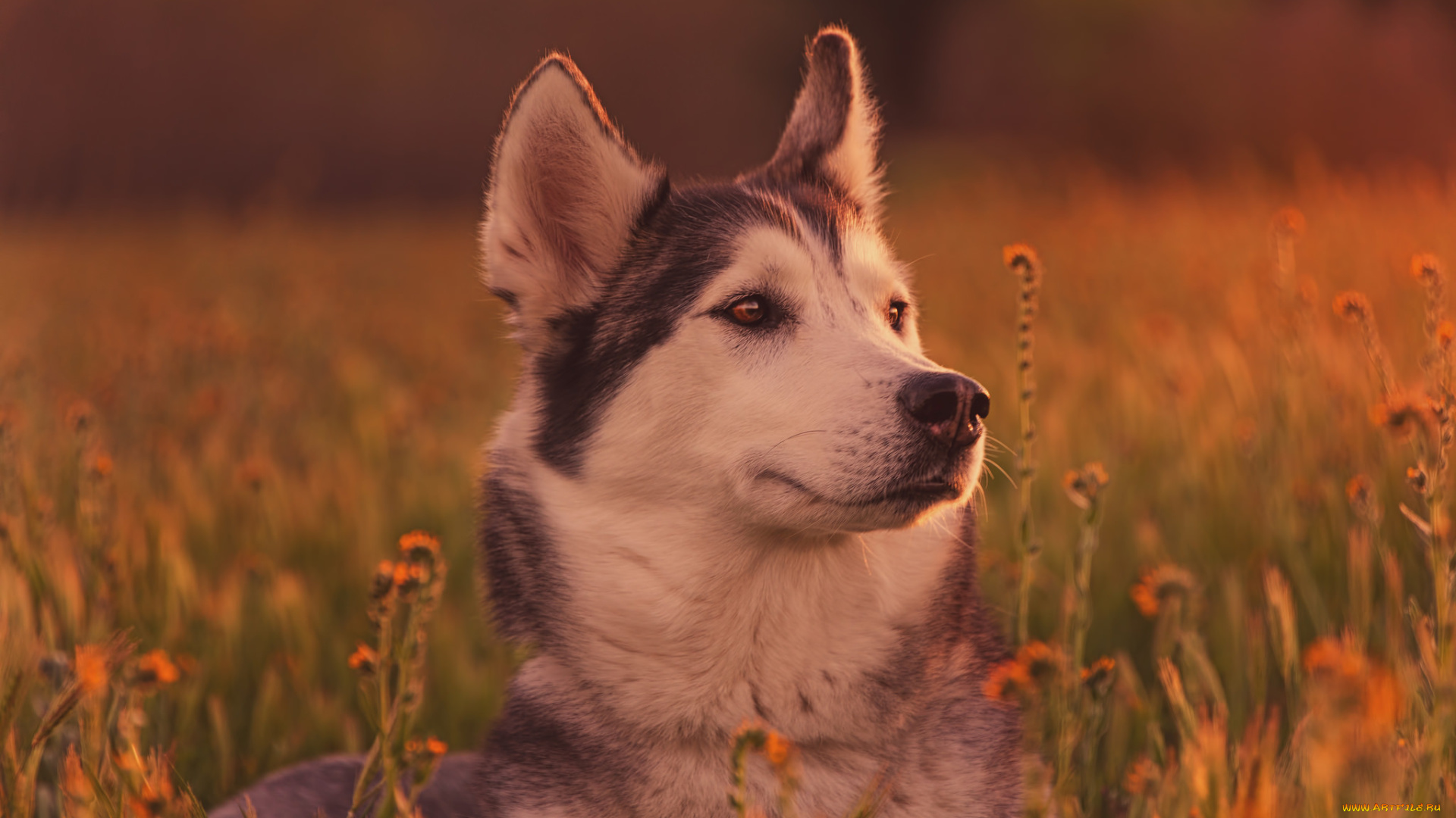 животные, собаки, морда, собака, хаски, трава