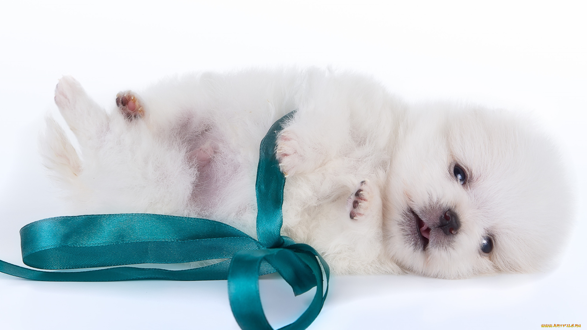 животные, собаки, щенок, малыш, шпиц, белый, бант