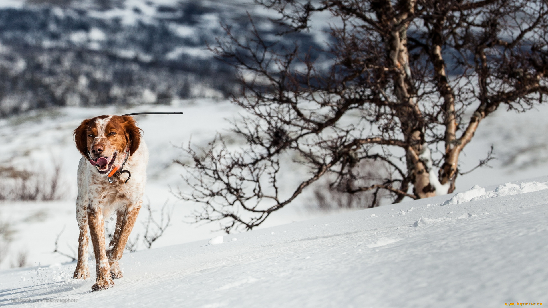 животные, собаки, собака, взгляд, друг