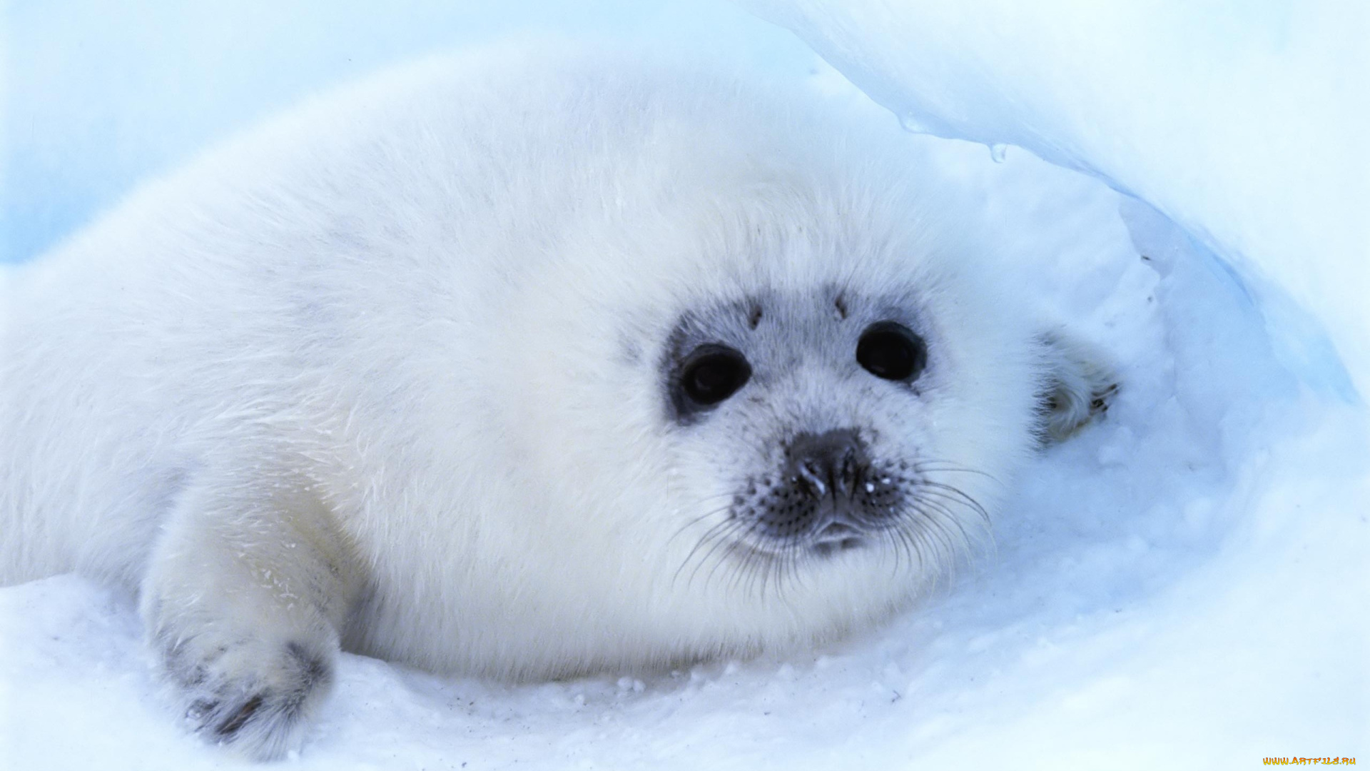 животные, тюлени, , морские, львы, , морские, котики, тюлень, детеныш, белек, лед, снег, взгляд