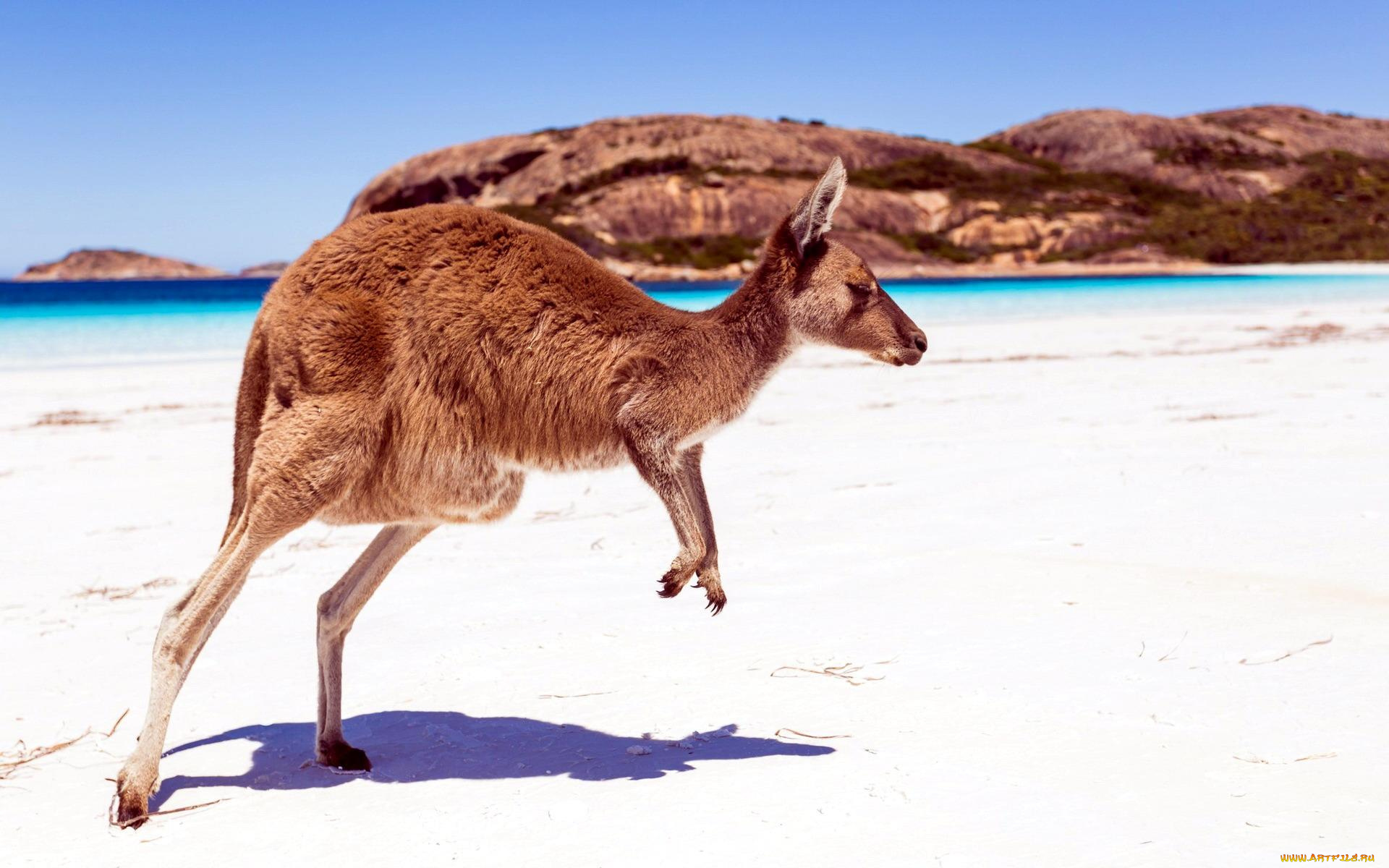 животные, кенгуру, море, песок, тень, берег, пляж, горы