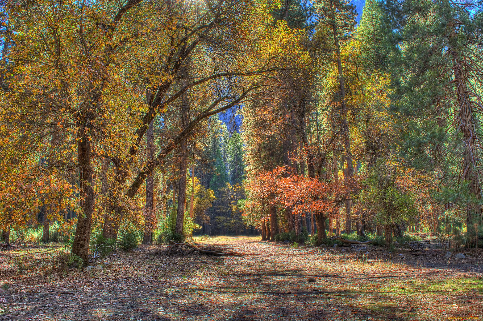 природа, дороги, лес, дорожка