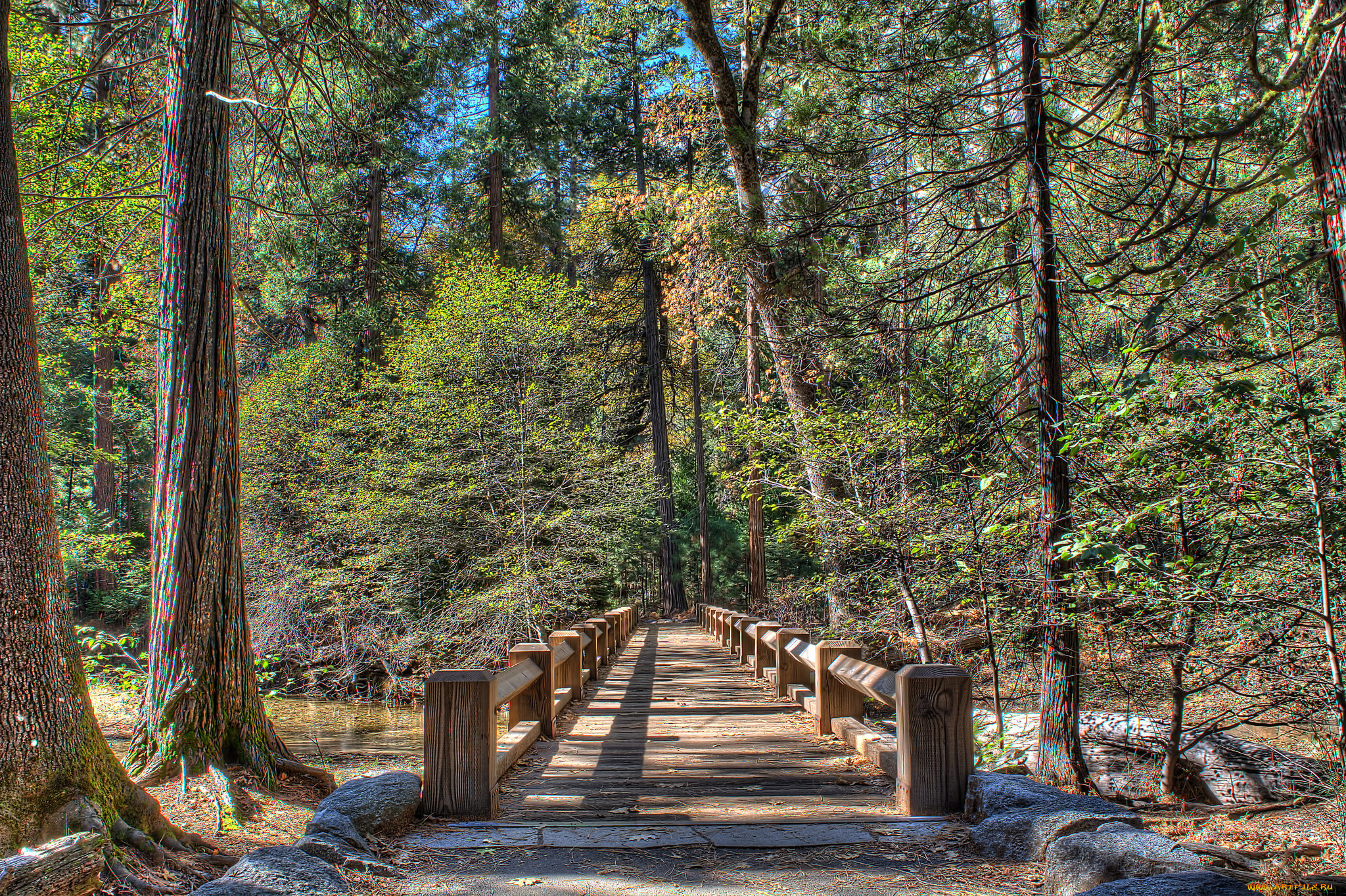 природа, дороги, лес, мостик