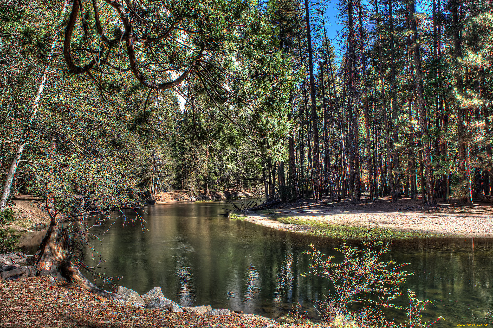 природа, реки, озера, лес, река