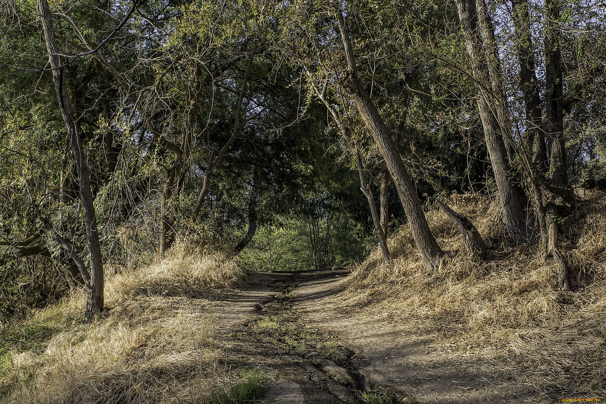 природа, дороги, лес, тропинка