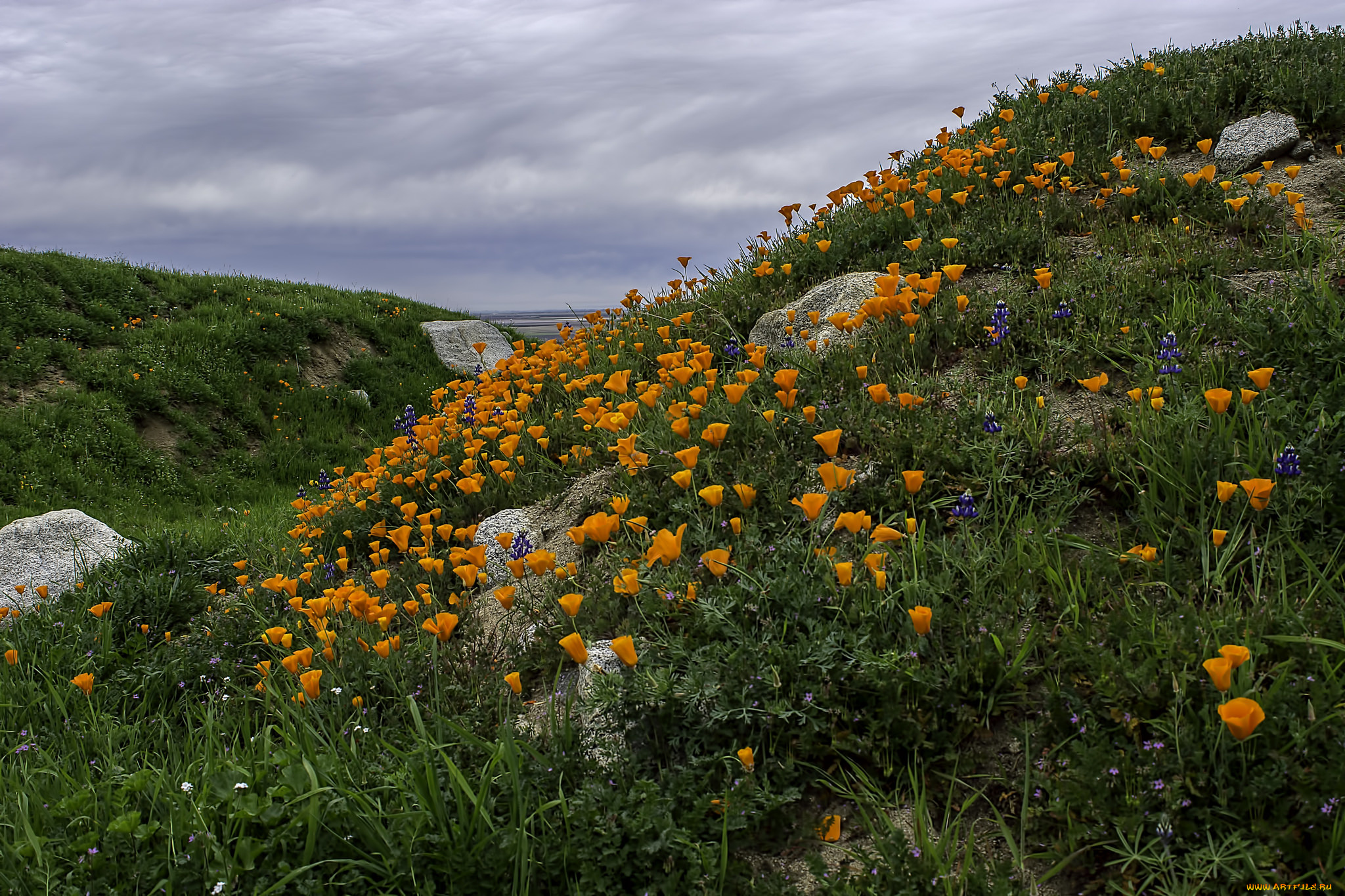природа, луга, трава, цветы