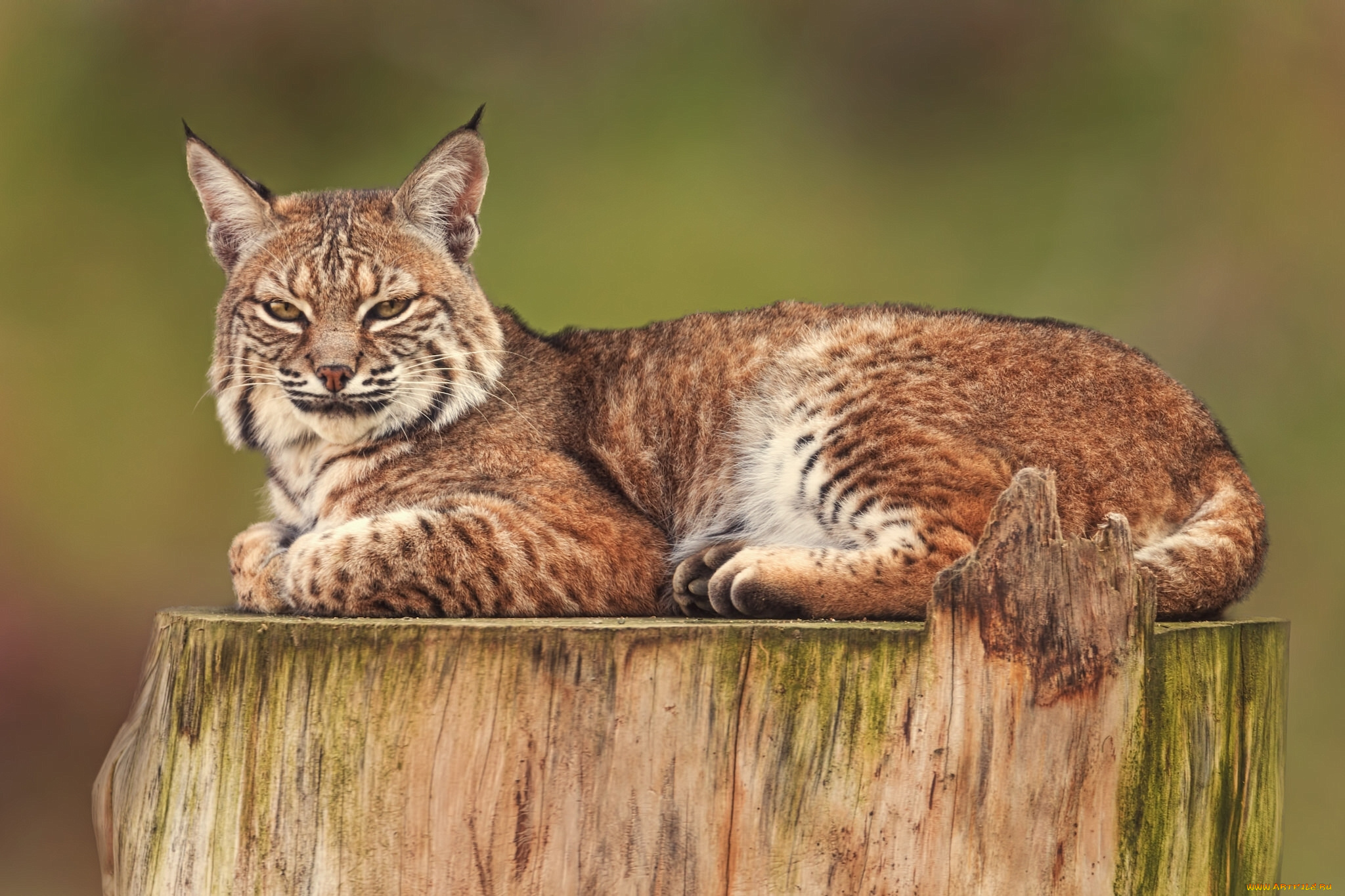 животные, рыси, дикая, кошка, рысь, пень