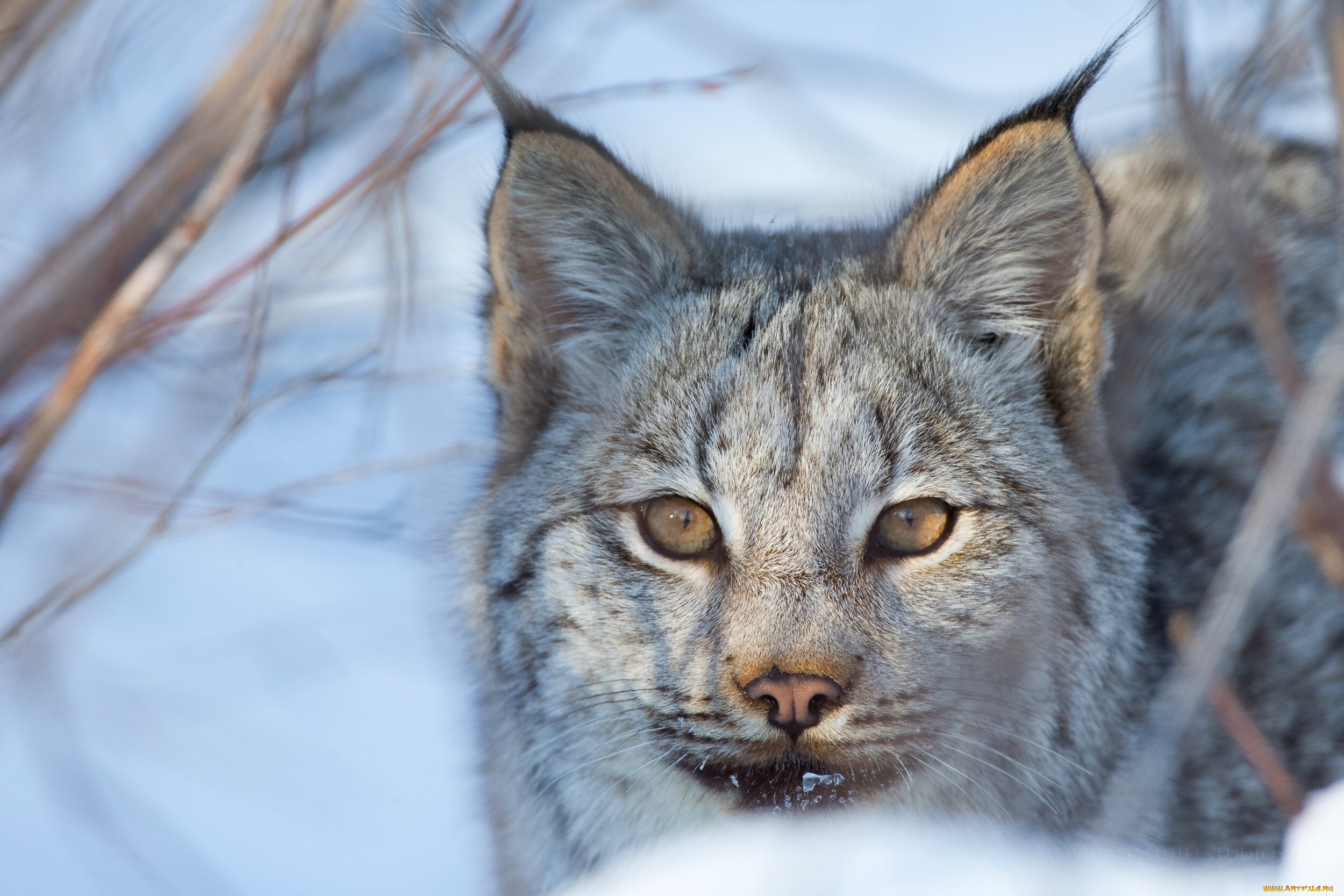 животные, рыси, рысь, дикая, кошка, морда, взгляд