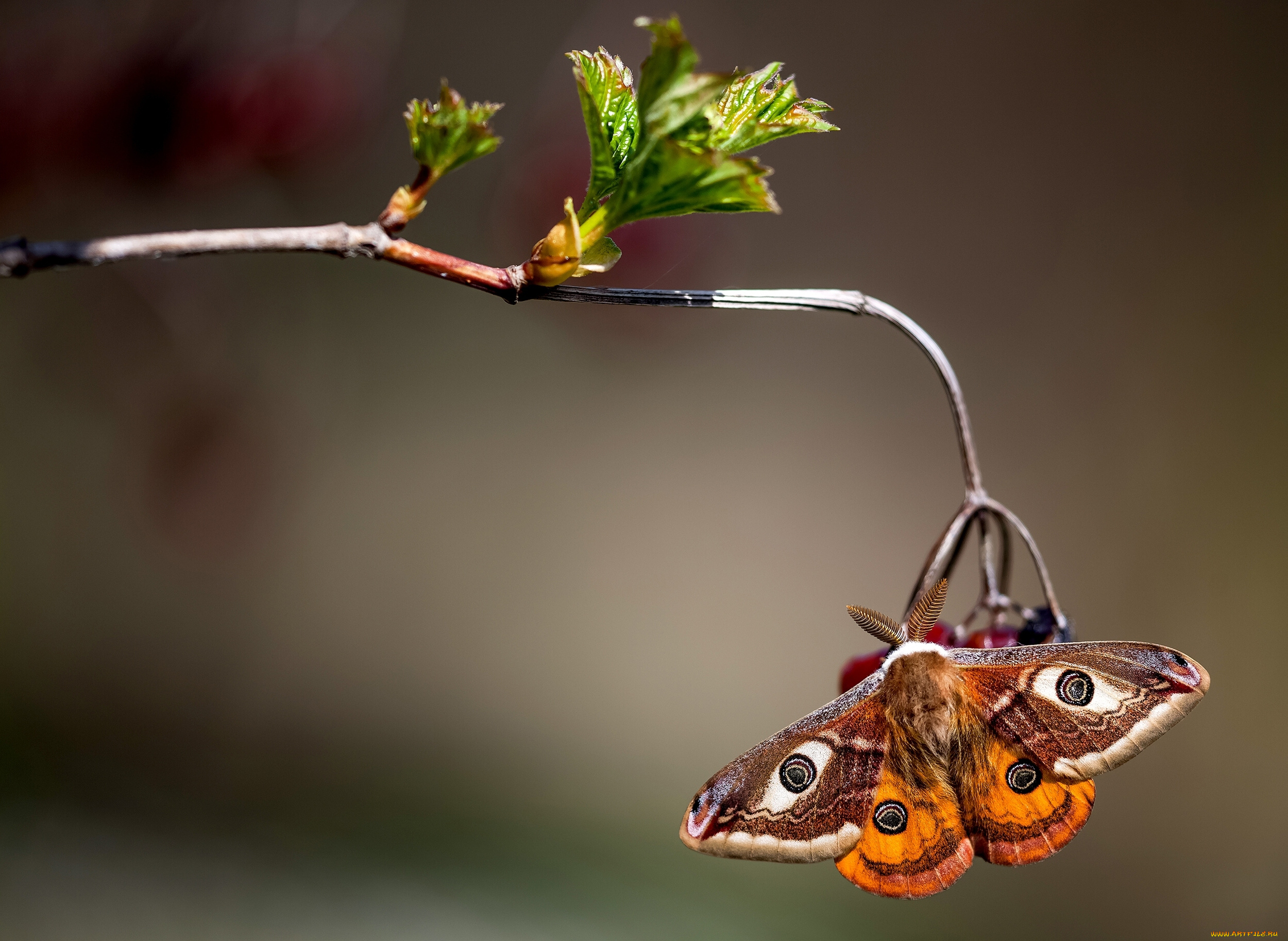 животные, бабочки, , мотыльки, , моли, макро, ветка, павлиноглазка, малая, бабочка