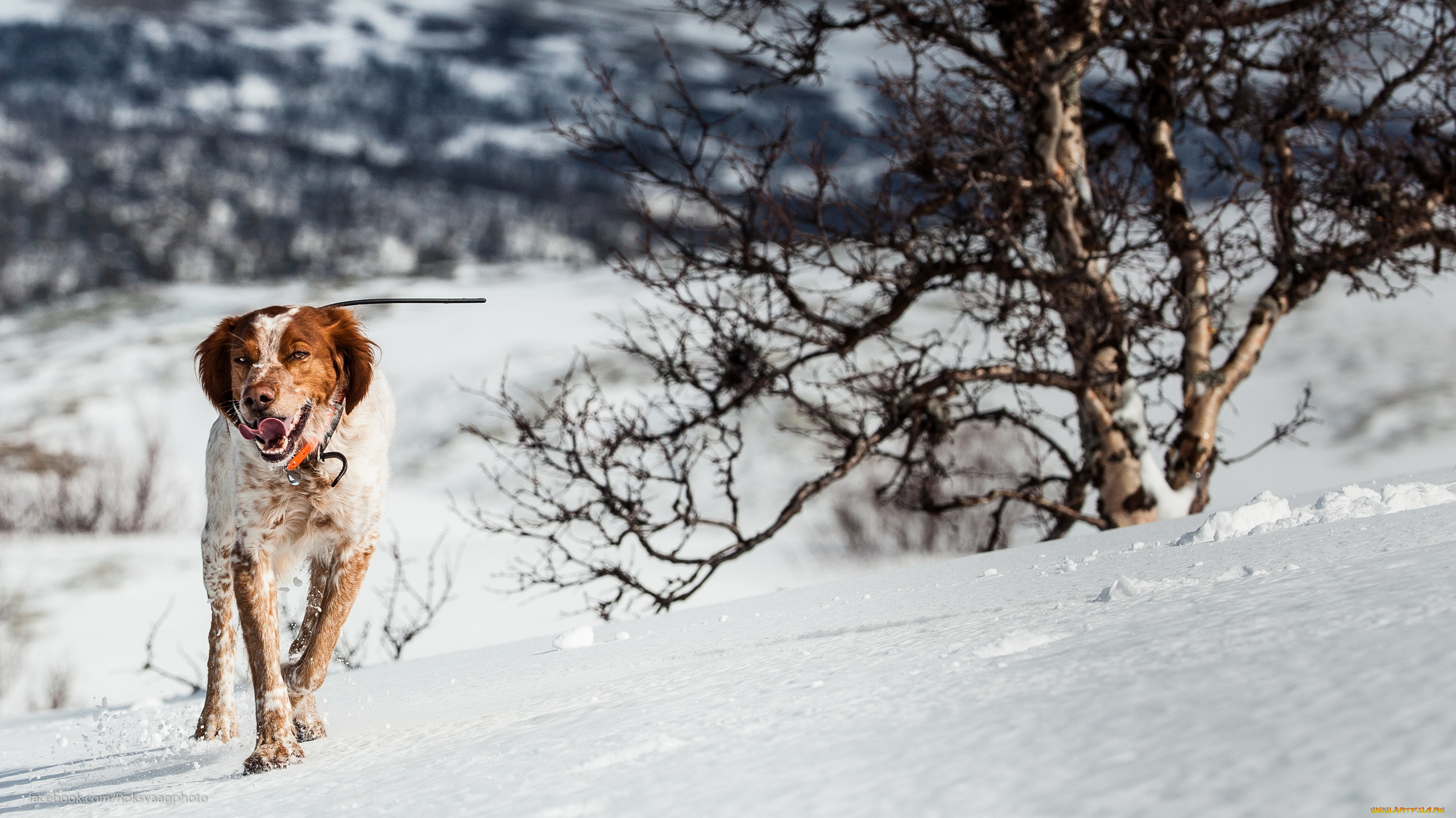 животные, собаки, собака, взгляд, друг