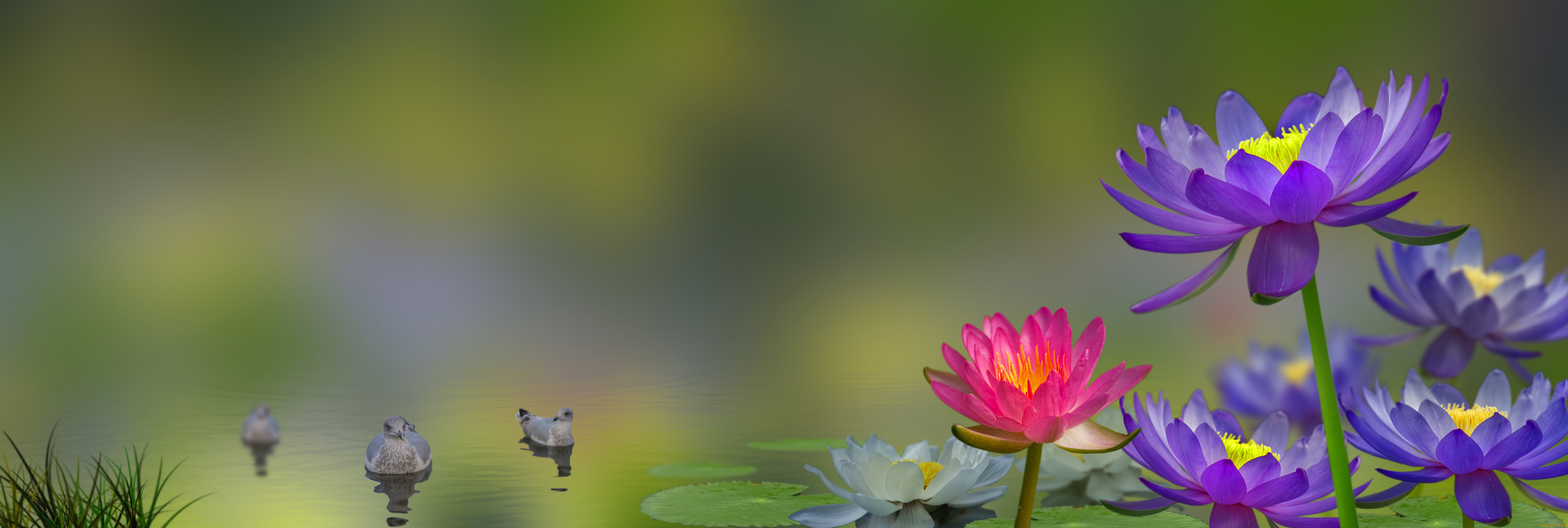 разное, компьютерный, дизайн, цветы, водяная, лилия, лилии, птицы, коллаж