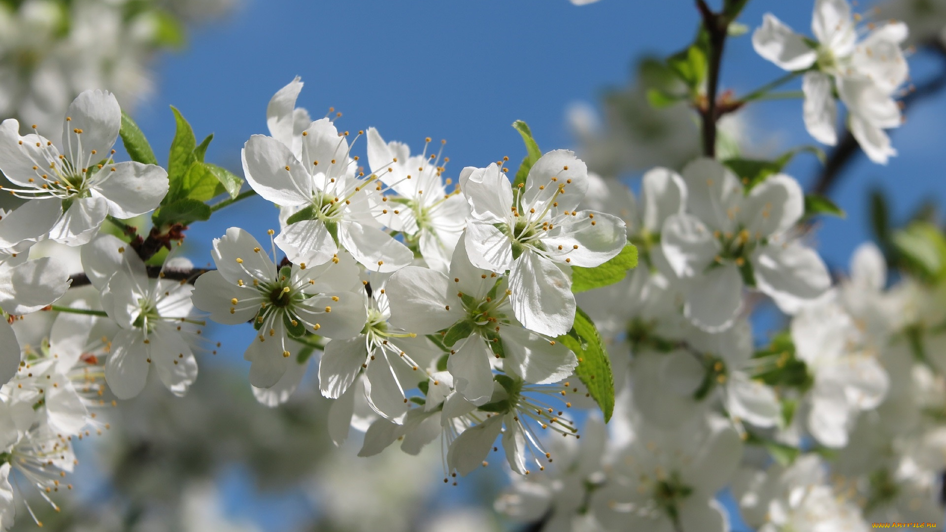 цветы, цветущие, деревья, , , кустарники, ветка