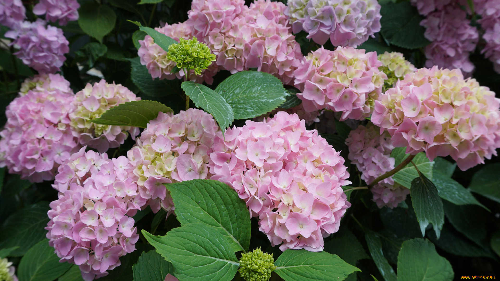 цветы, гортензия, флора
