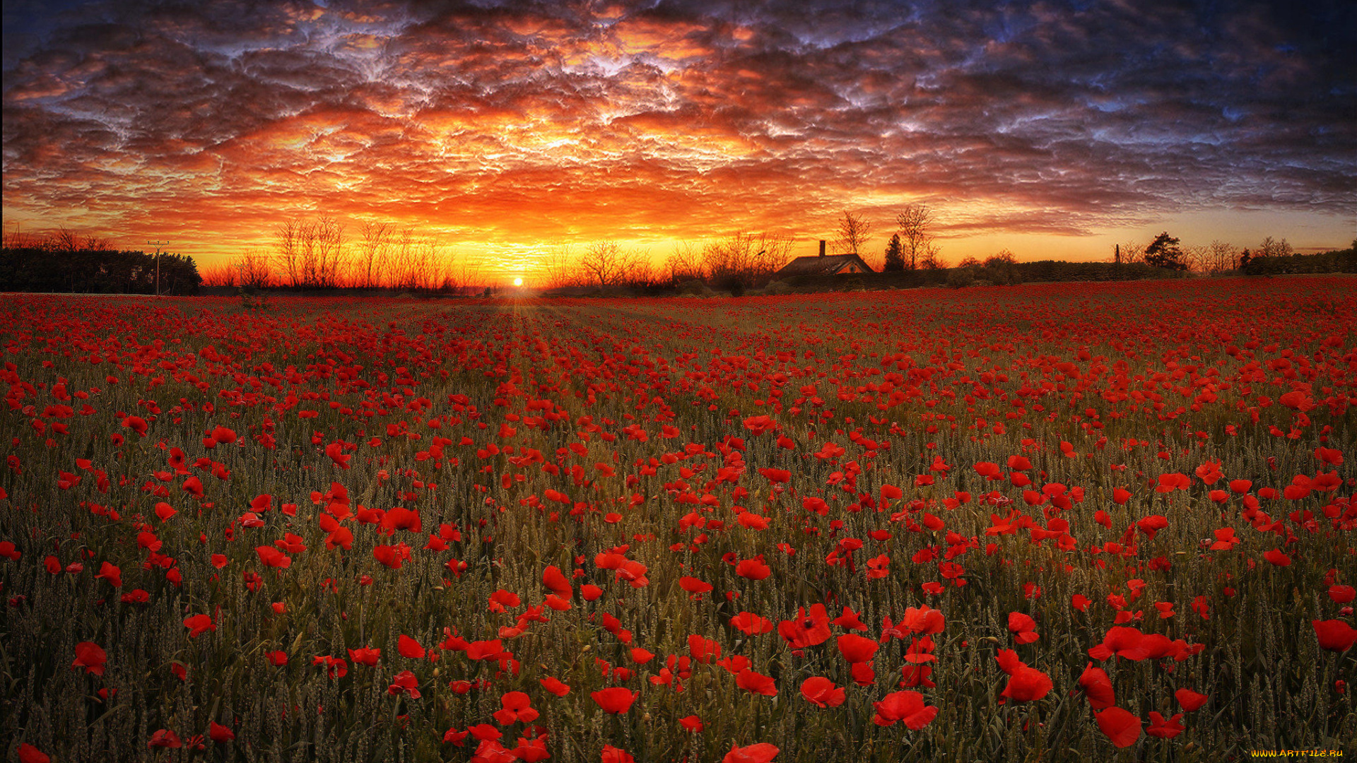 цветы, маки, пейзаж, поле, закат
