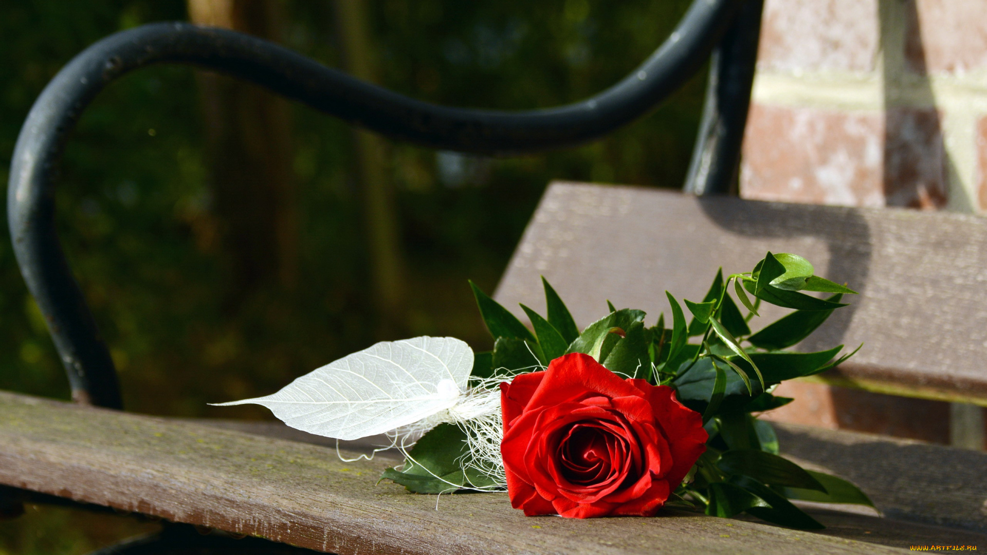 цветы, розы, одиночка, роза, скамейка