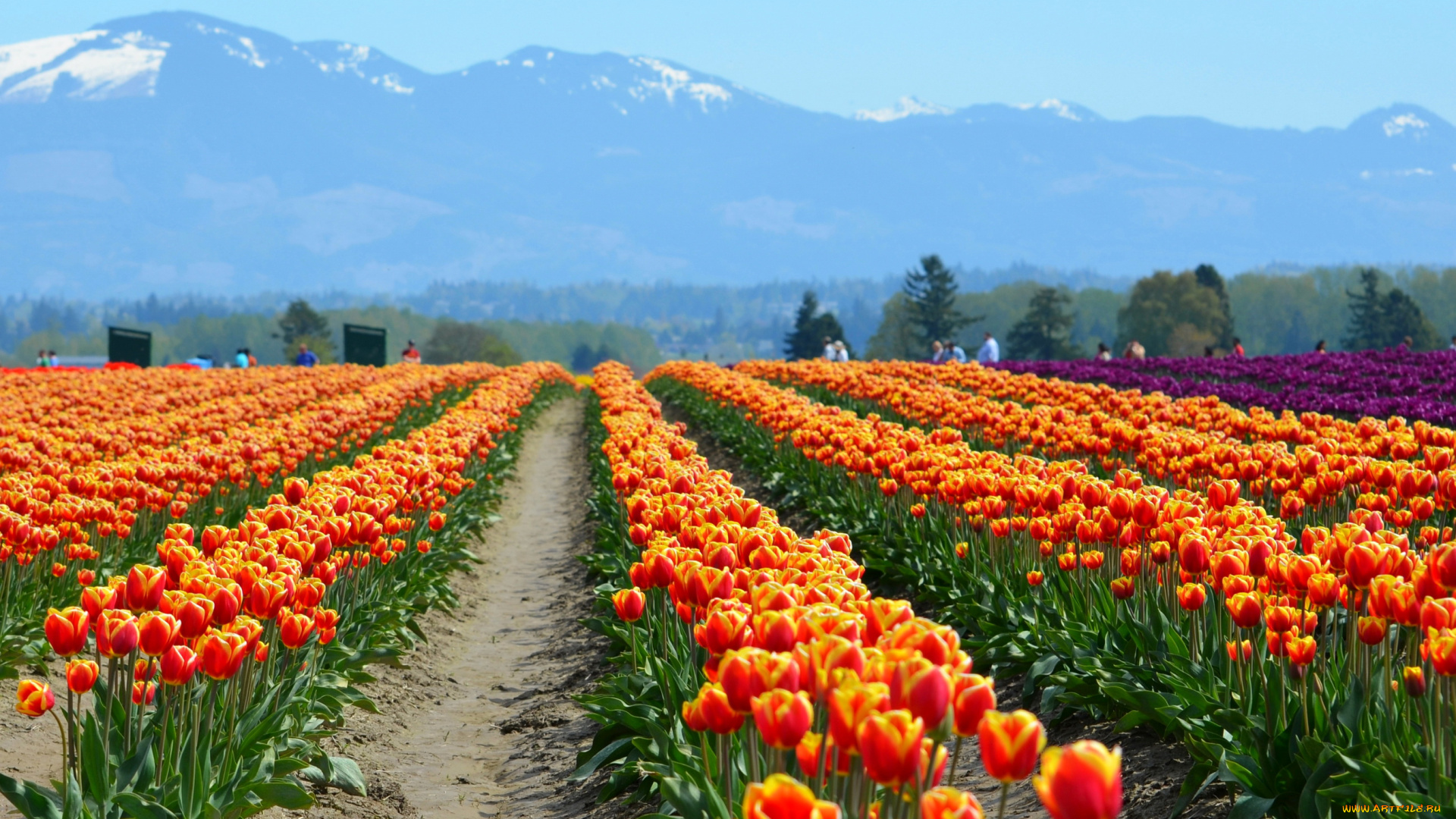 цветы, тюльпаны, поле, горы, люди, природа