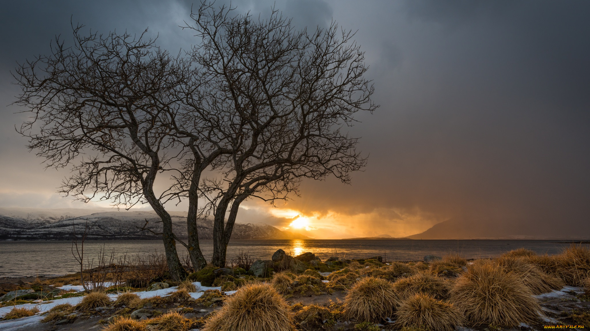 природа, реки, озера, лес, река