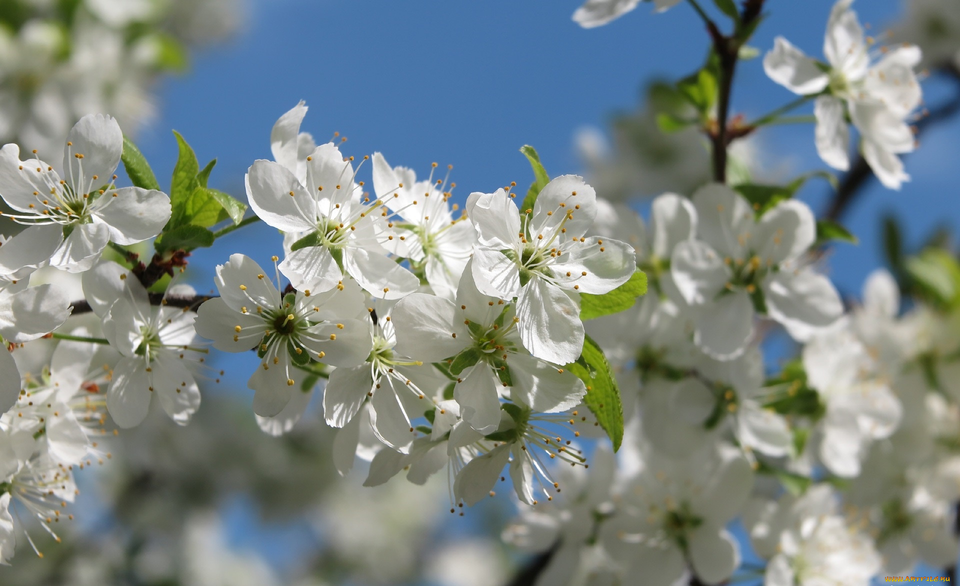 цветы, цветущие, деревья, , , кустарники, ветка