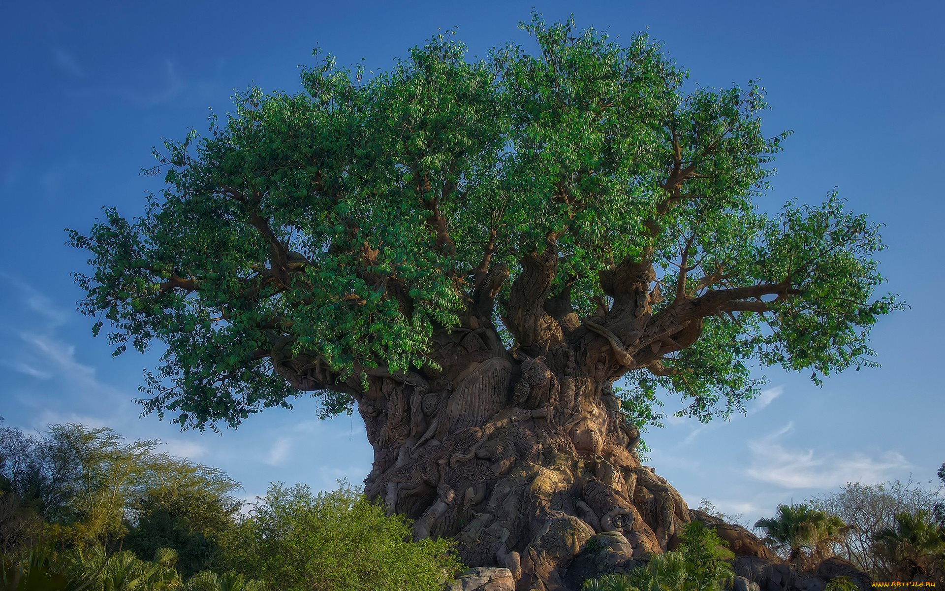 природа, деревья, дерево, жизни, лето, небо, вечер