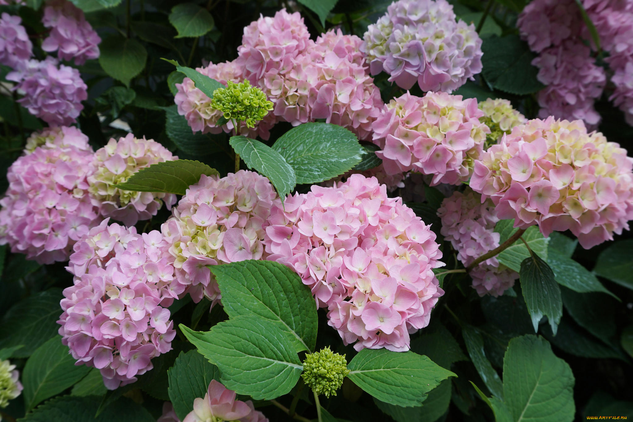 цветы, гортензия, флора