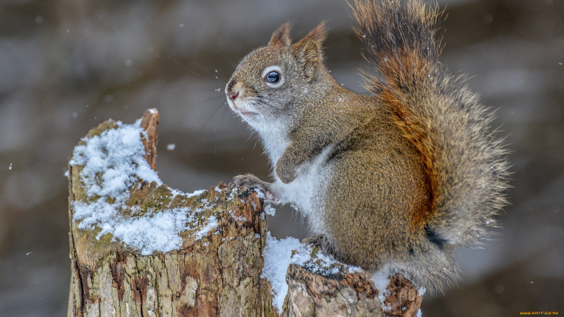животные, белки, белка, грызун, снег, пень