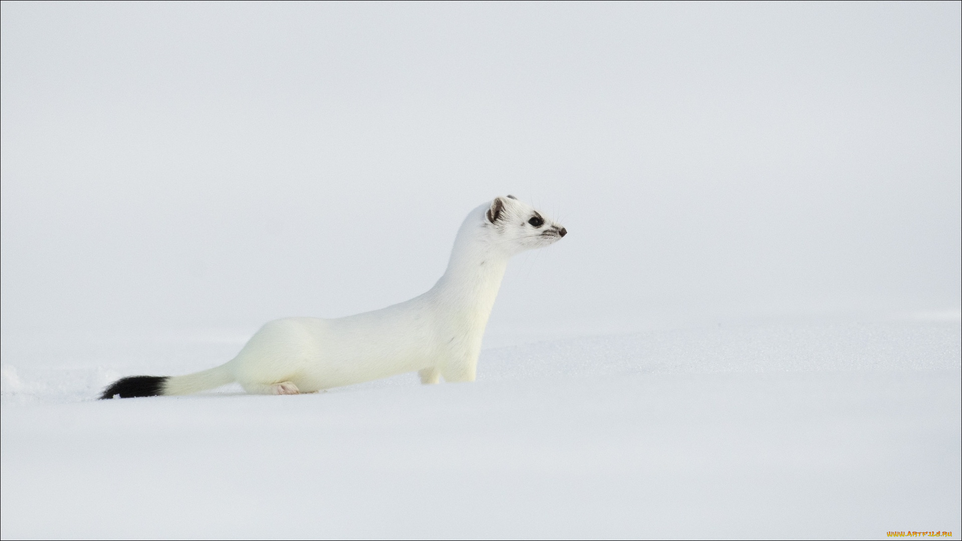 животные, хорьки, , куницы, , горностаи, , ласки, , соболи, зима