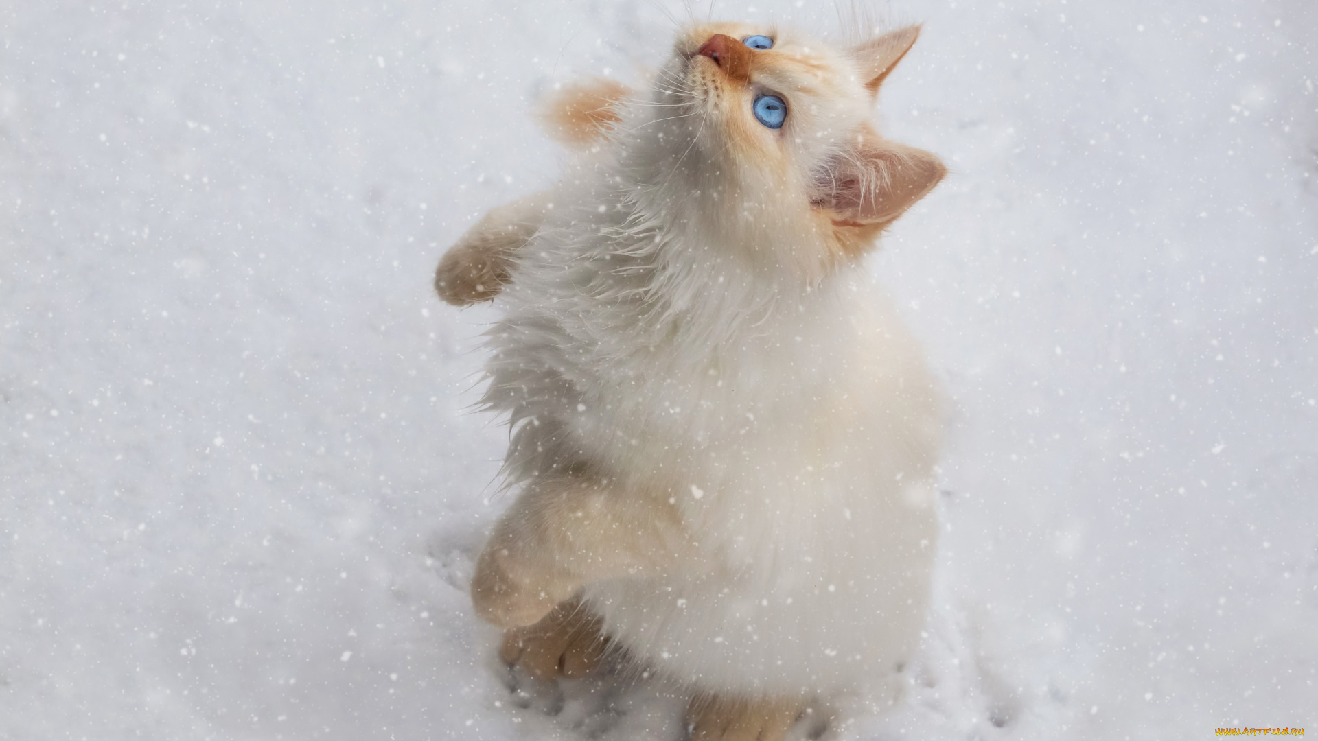 животные, коты, кот