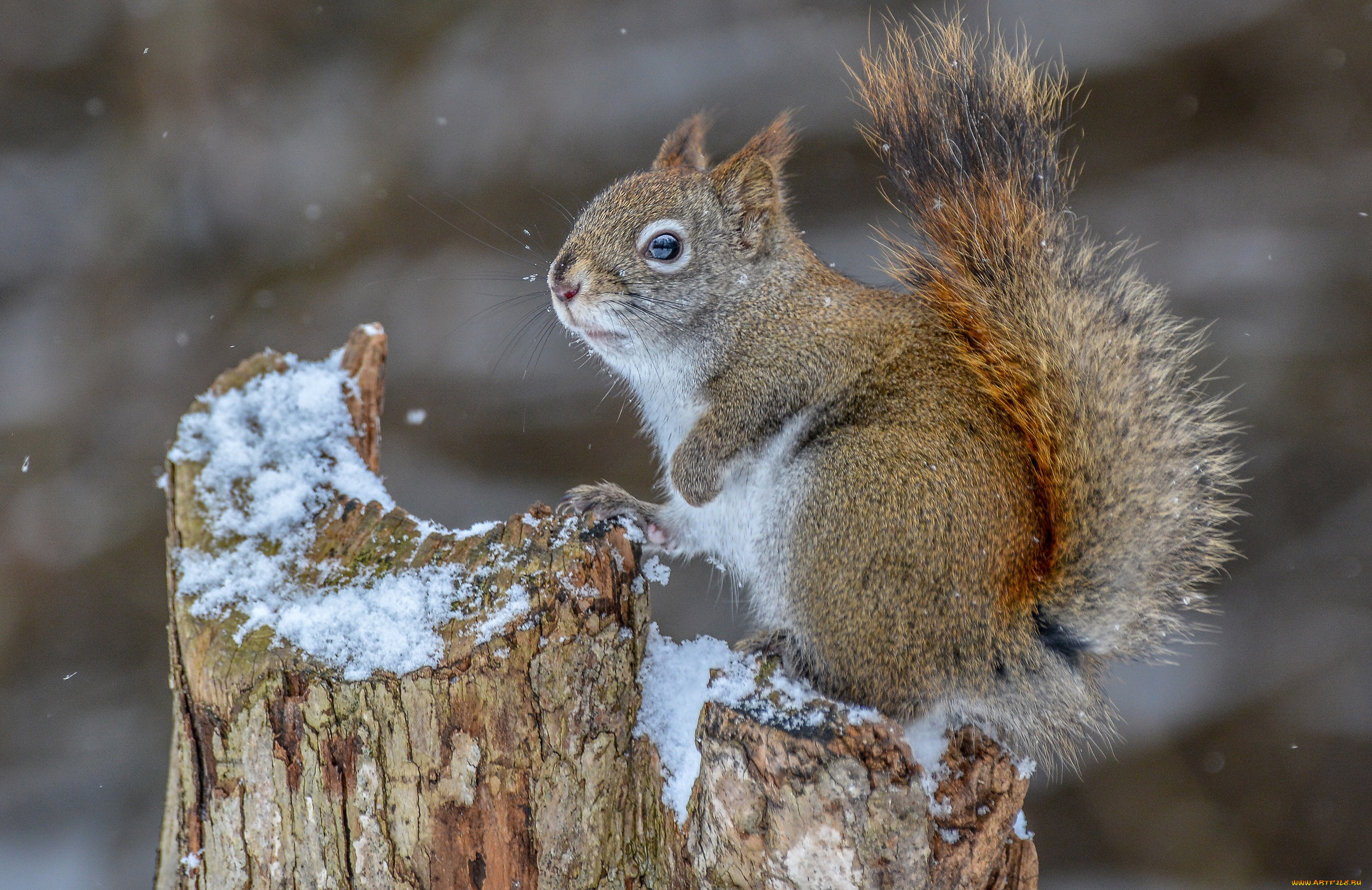 животные, белки, белка, грызун, снег, пень
