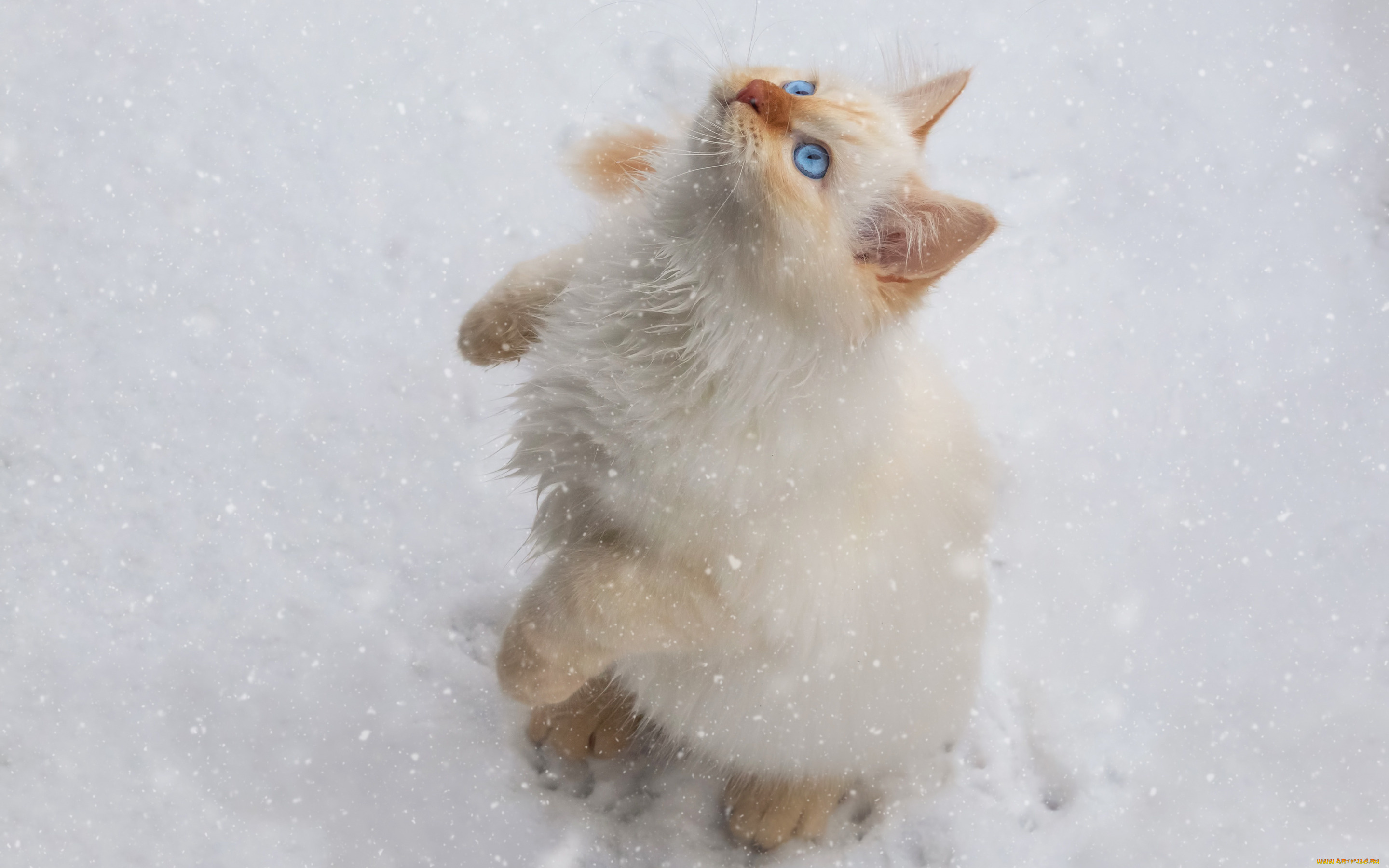 животные, коты, кот