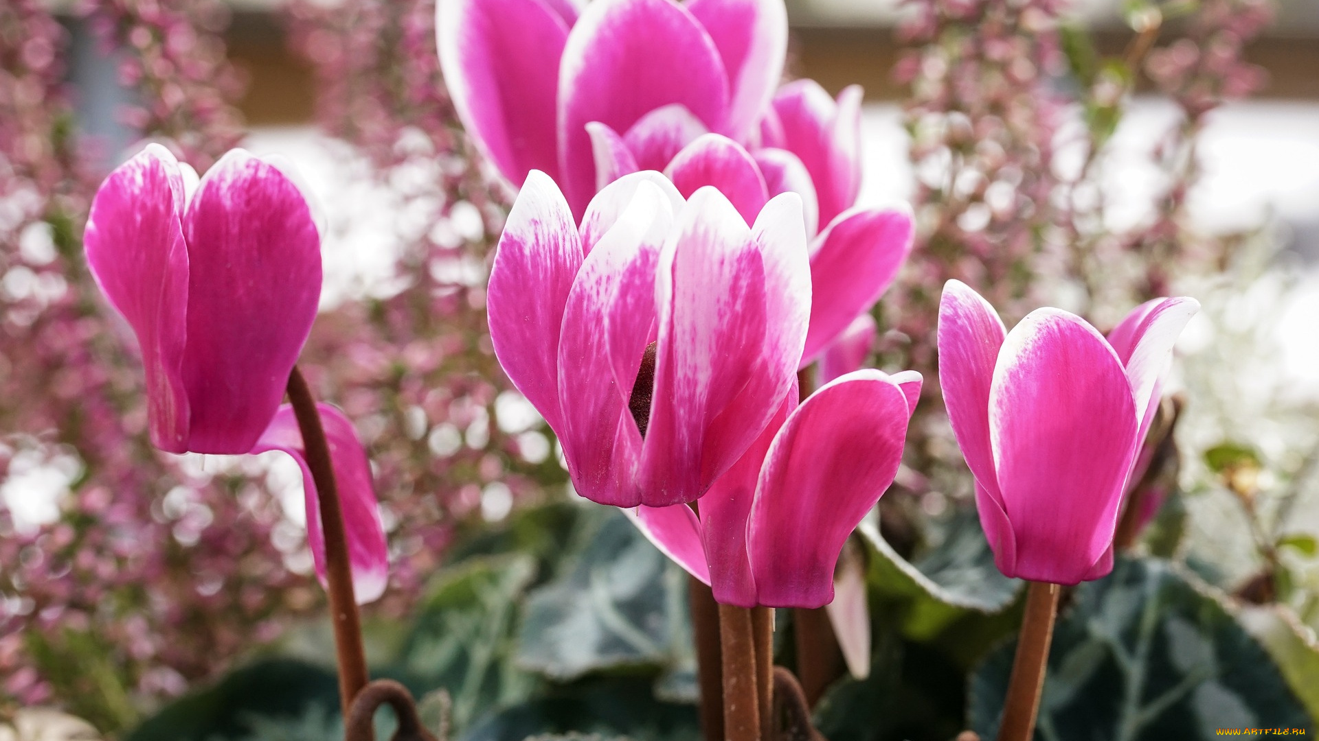 цветы, цикламены, розовый, цикламен