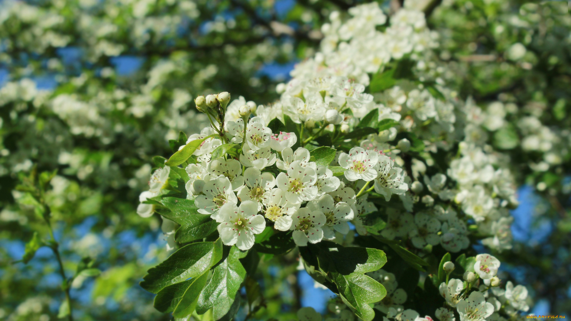 цветы, цветущие, деревья, , , кустарники, боярышник
