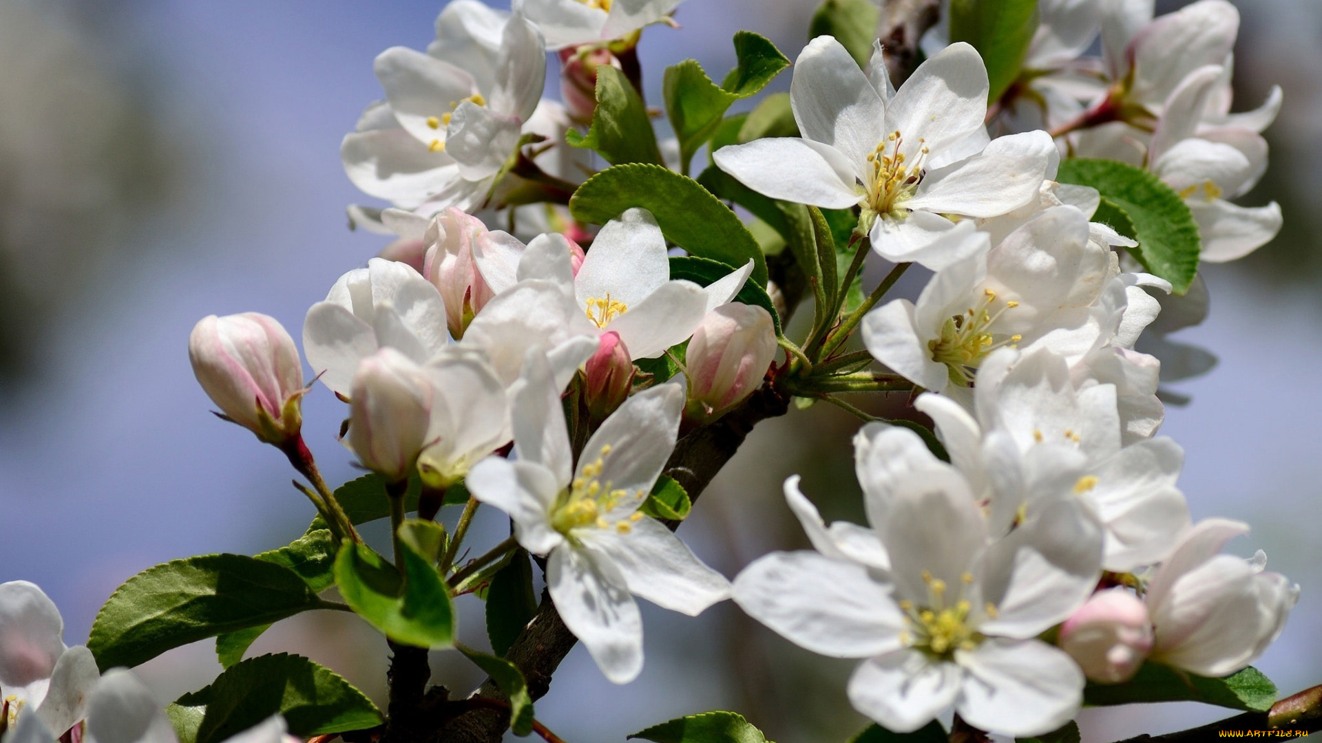 цветы, цветущие, деревья, , , кустарники, весна