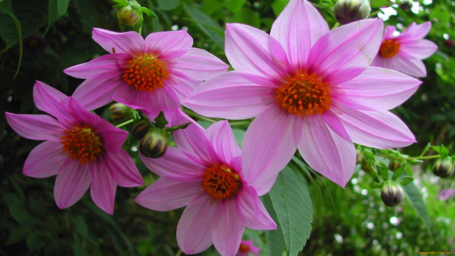 цветы, георгины, лиловые, макро