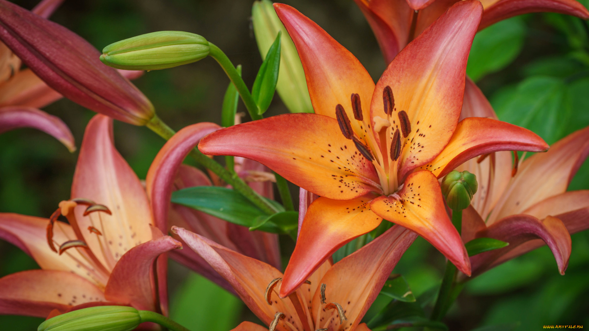 цветы, лилии, , лилейники