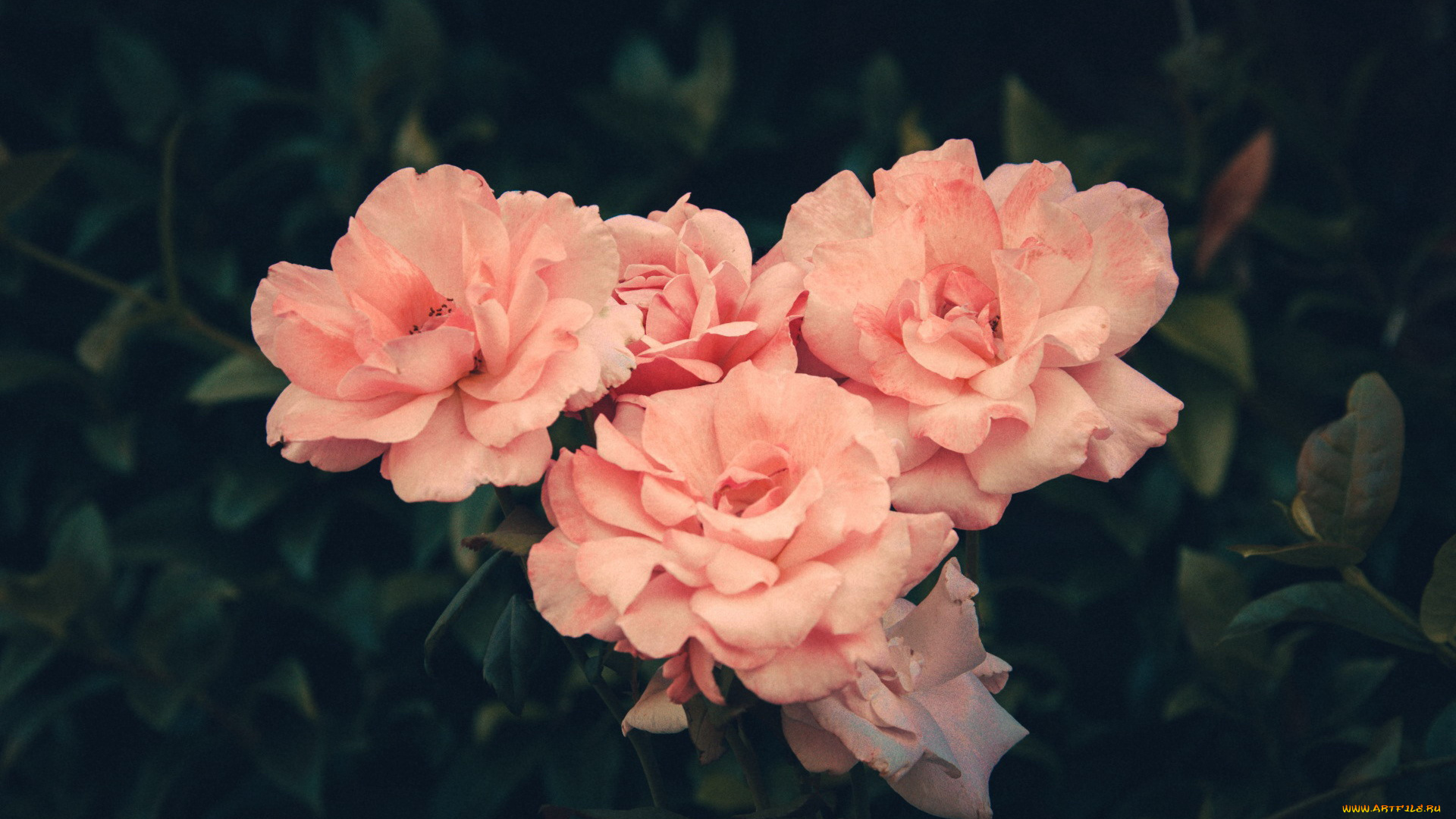 цветы, розы, чайные, куст