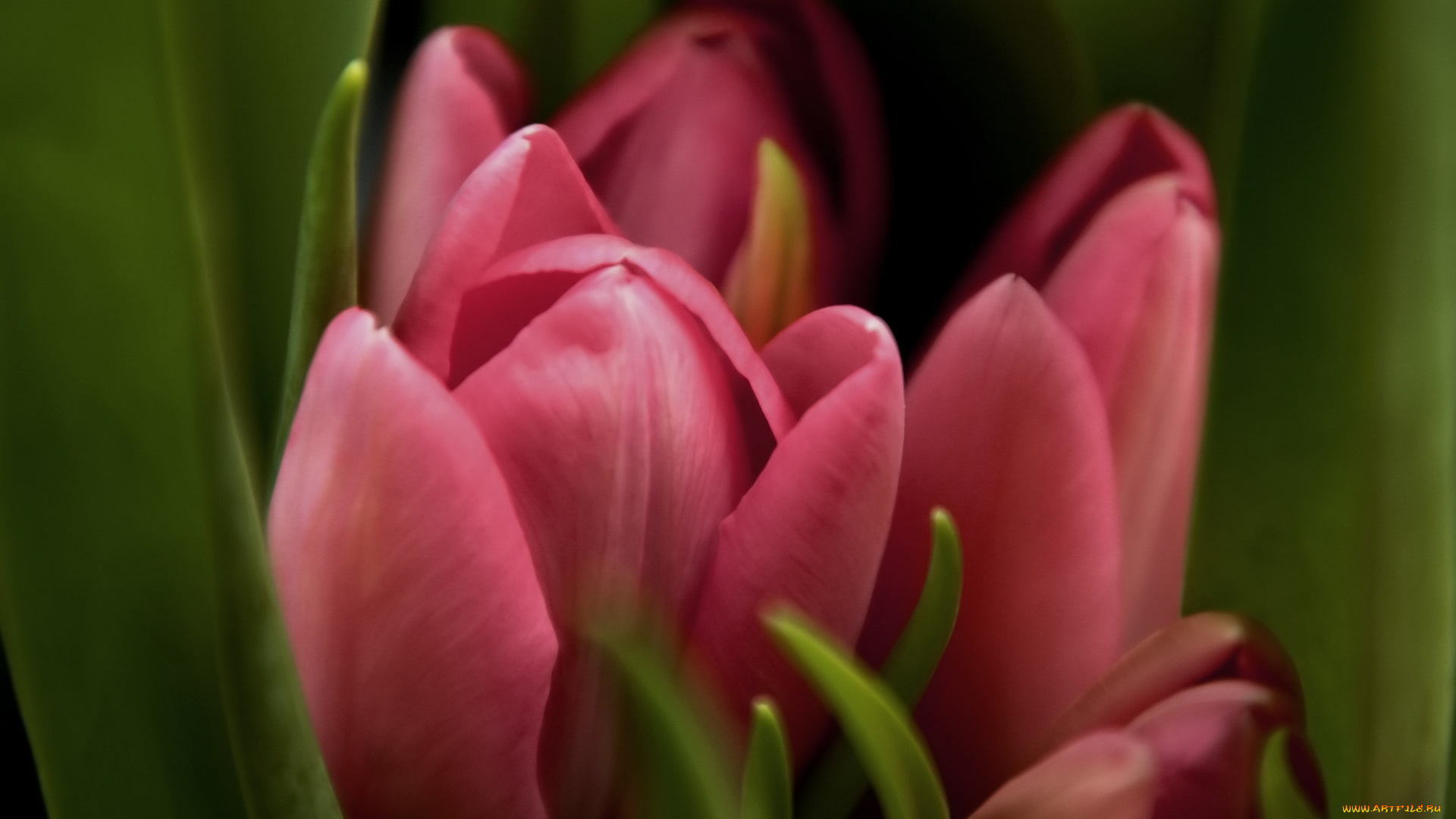 цветы, тюльпаны