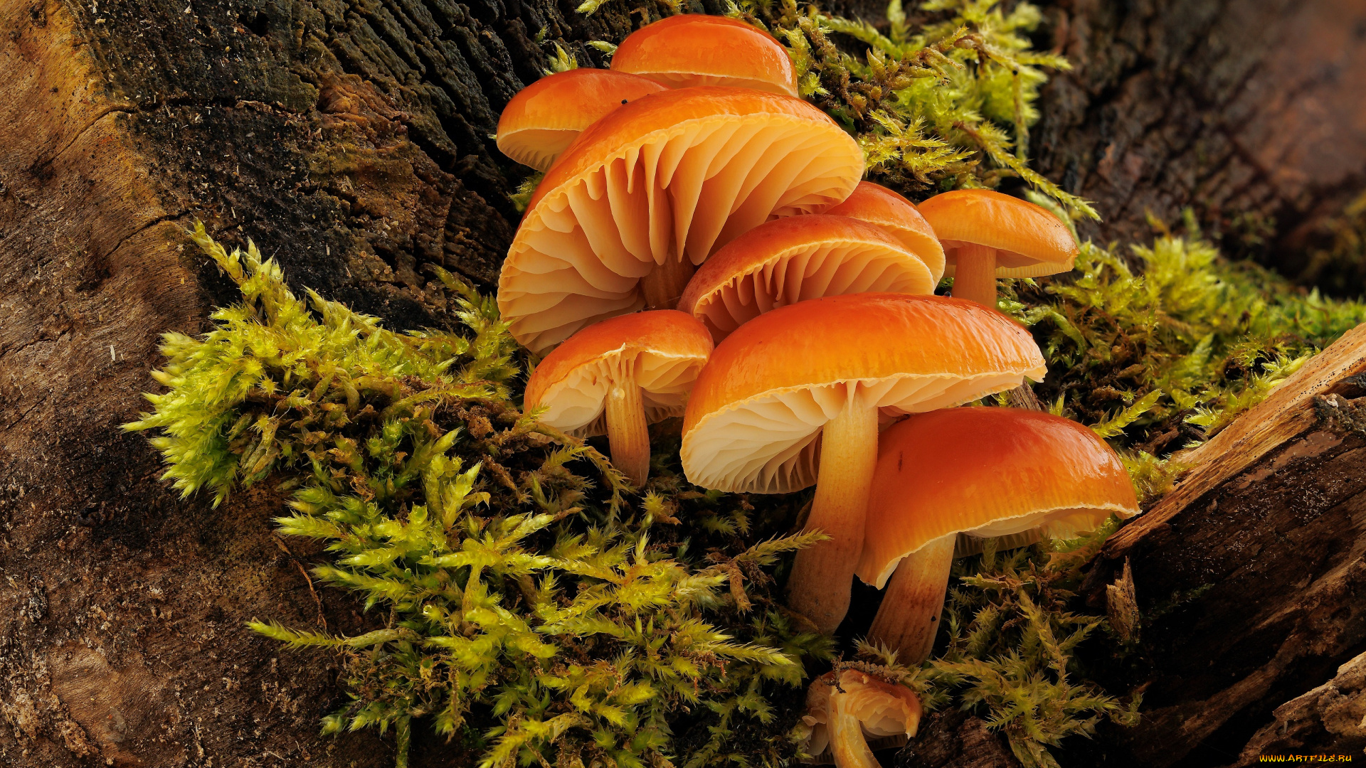 природа, грибы, зимний, гриб